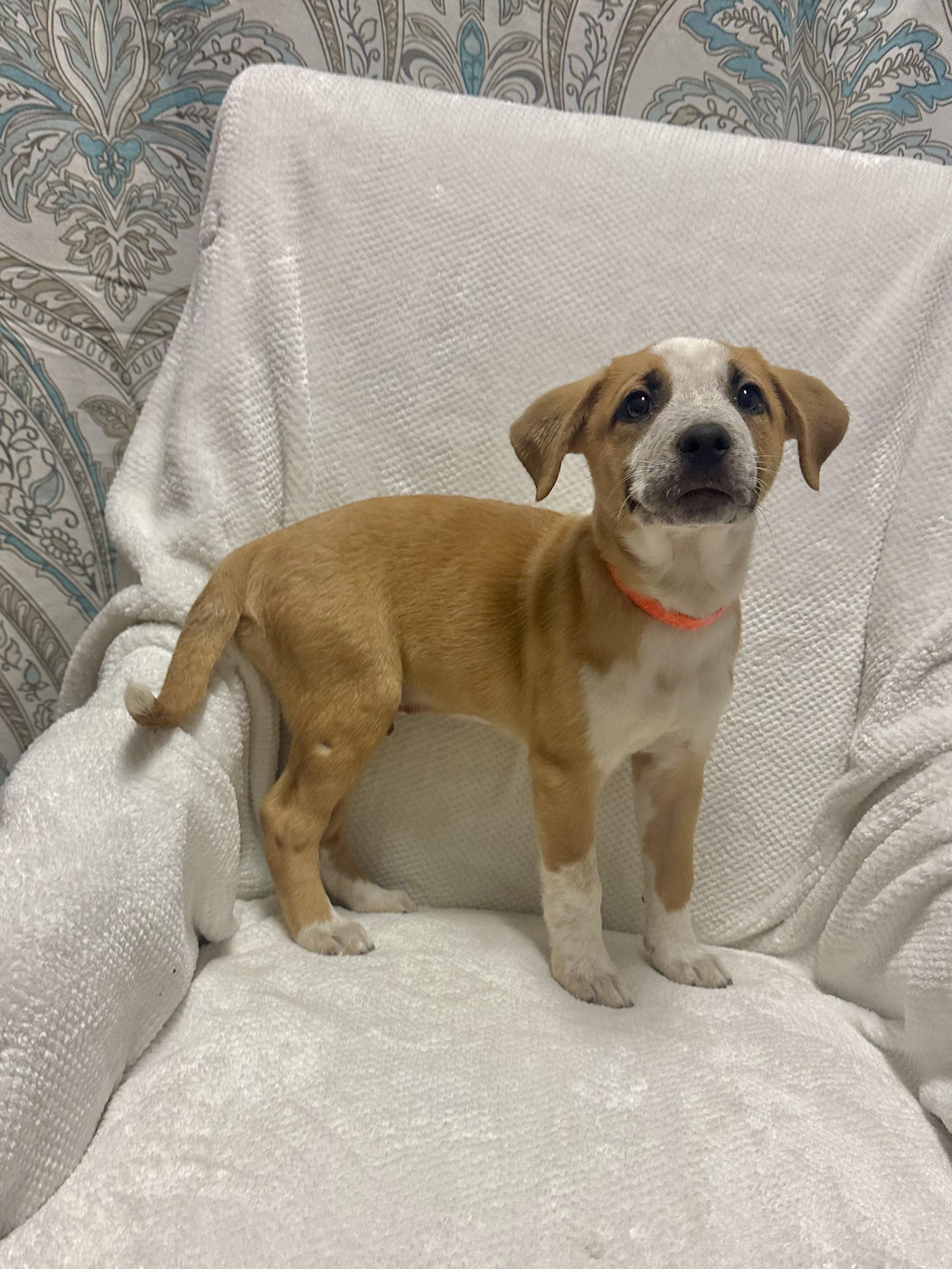 Enlarge Bosch, a ADOPTABLE mixed breed in Walker, LA image 3/4