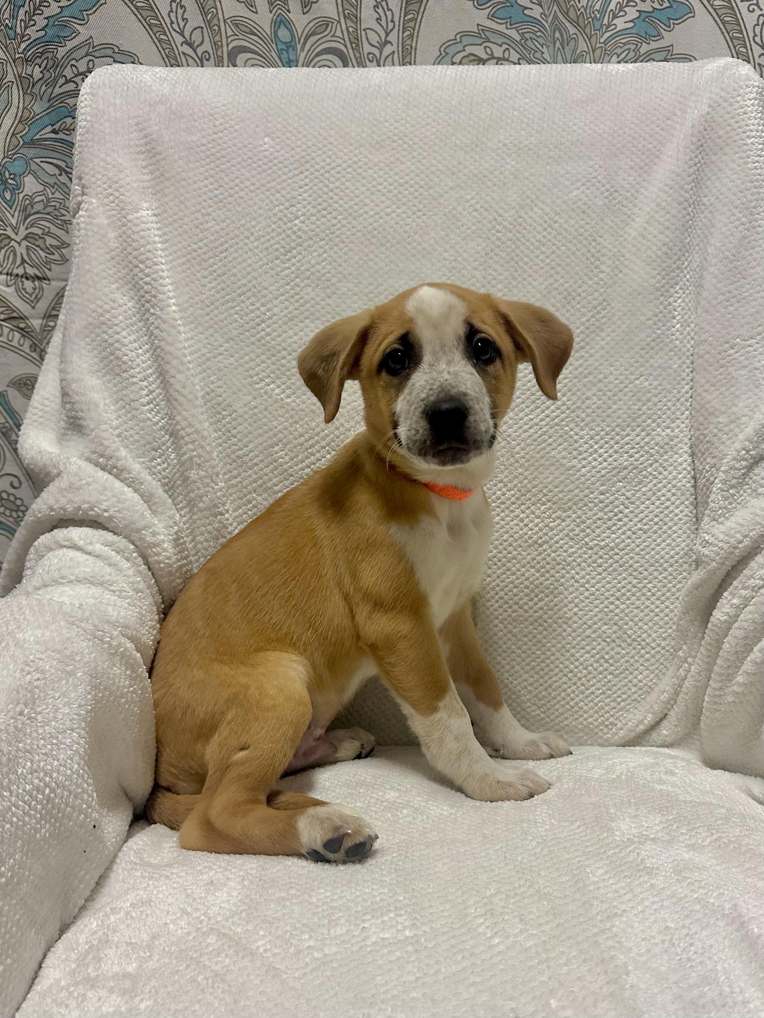 Enlarge Bosch, a ADOPTABLE mixed breed in Walker, LA image 2/4