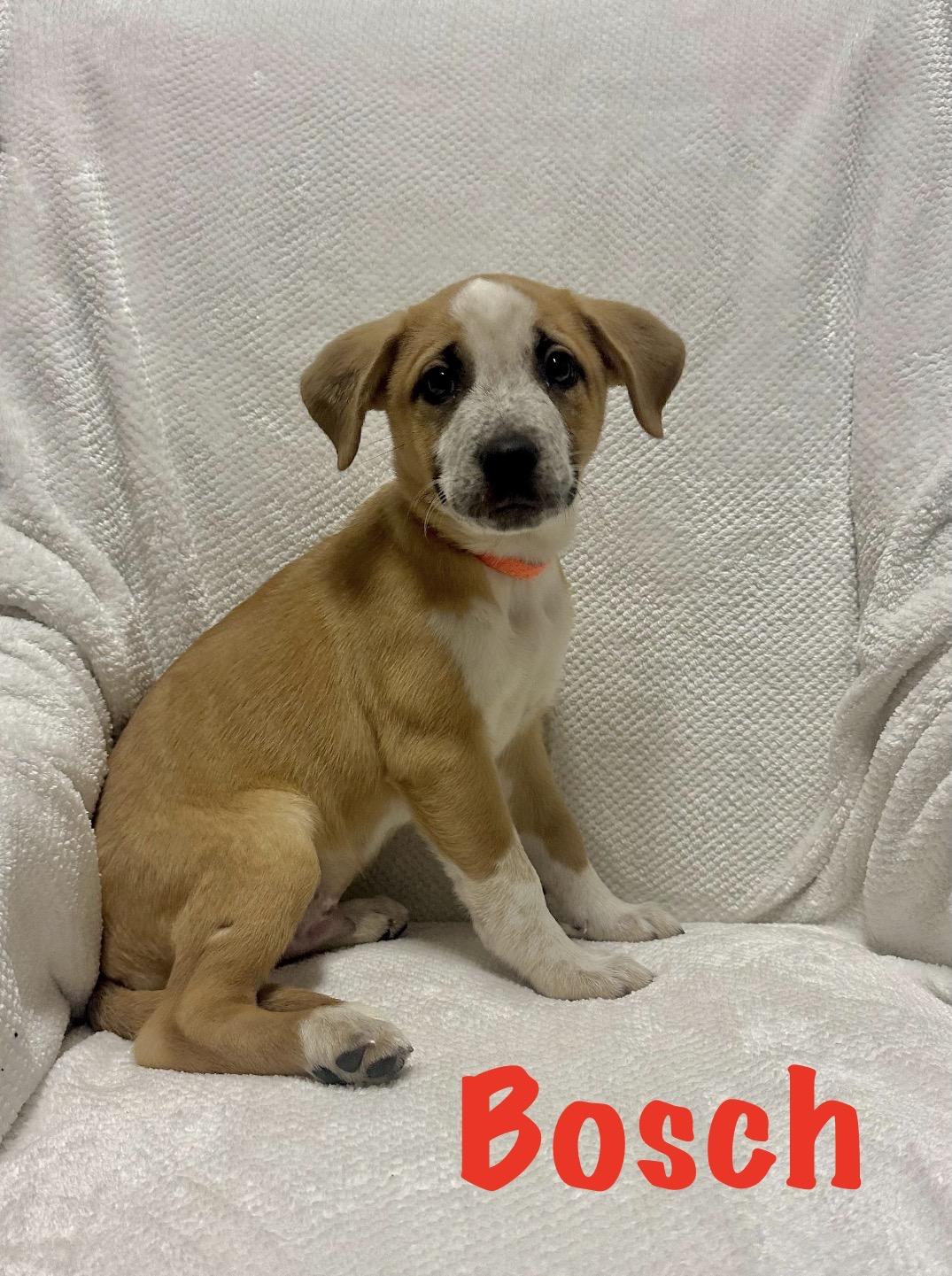 Bosch, ADOPTABLE, Puppy Male Terrier.
