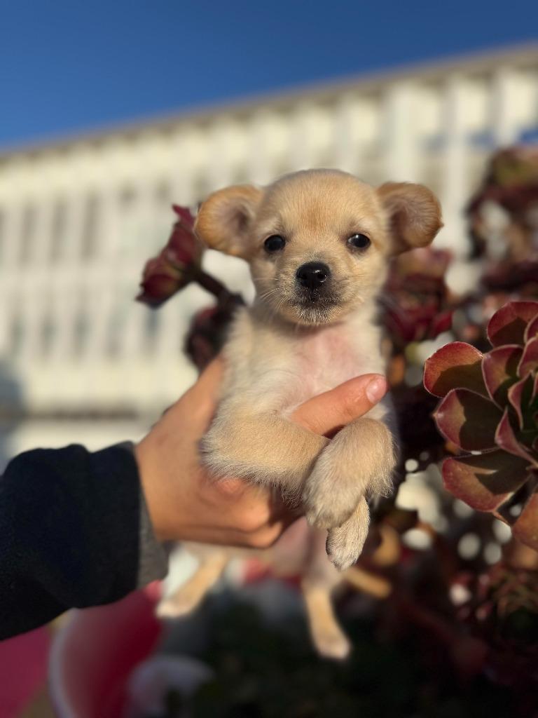 Rico, Adoptable, Puppy Male Chihuahua & Mixed Breed.