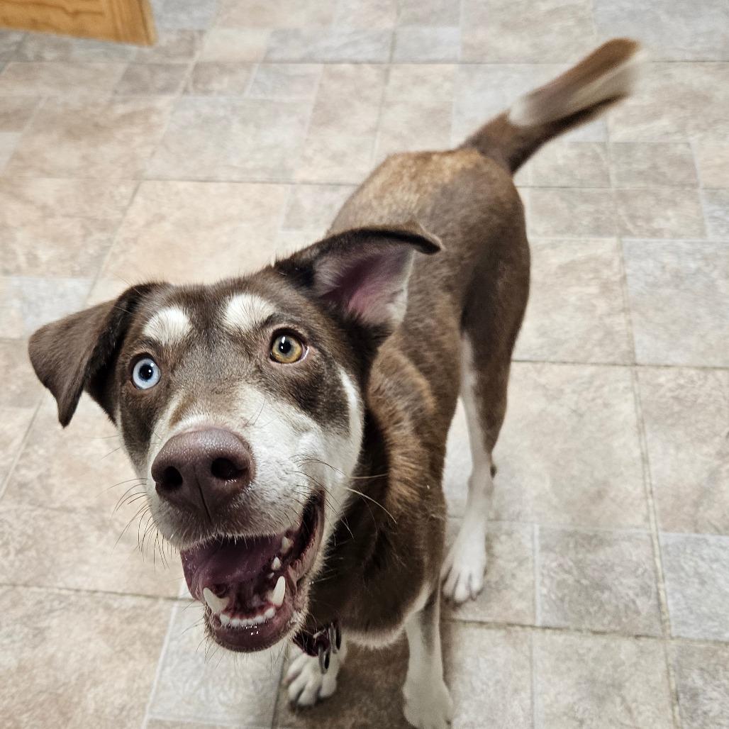 Enlarge Willow, a Adoptable Husky in Homer, NY image 1/6
