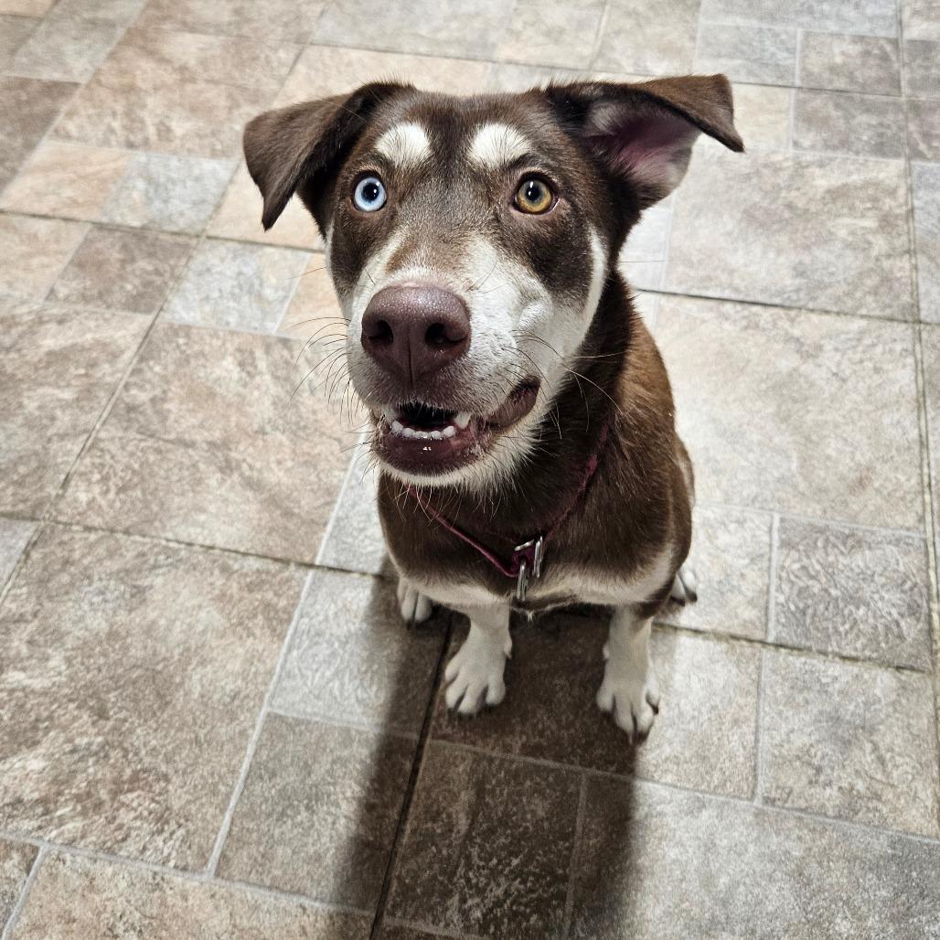 Enlarge Willow, a Adoptable Husky in Homer, NY image 2/6