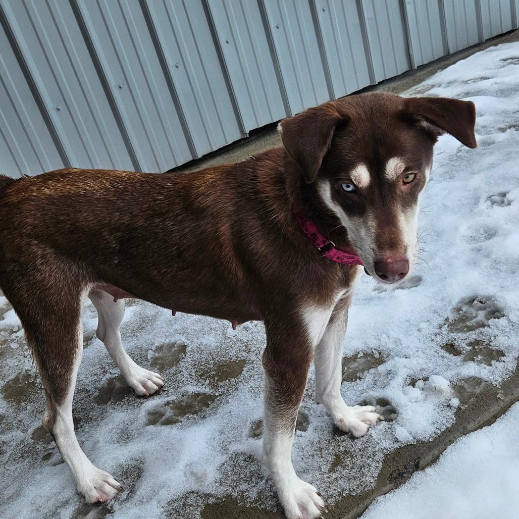 Enlarge Willow, a Adoptable Husky in Homer, NY image 3/6