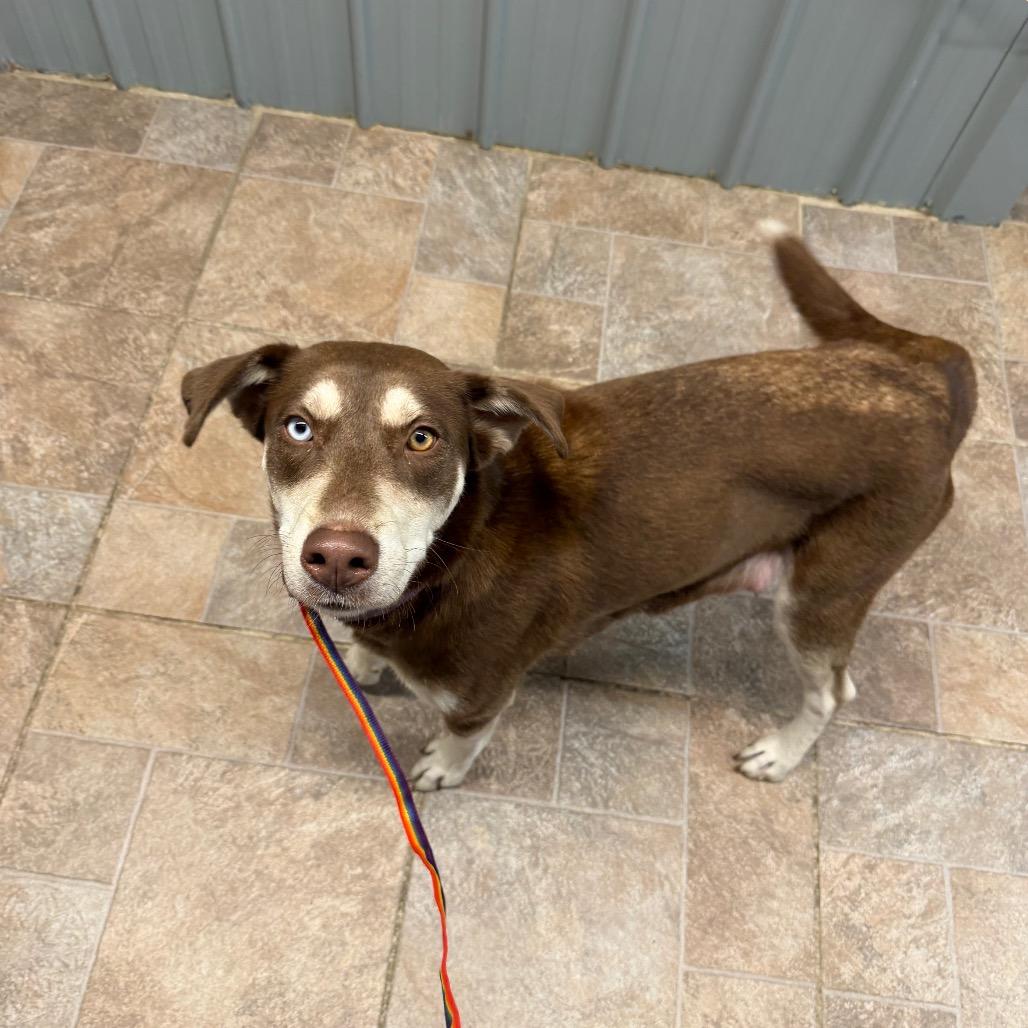 Enlarge Willow, a Adoptable Husky in Homer, NY image 4/6