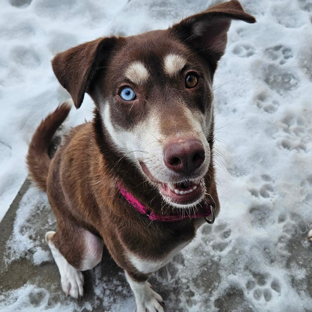 Enlarge Willow, a Adoptable Husky in Homer, NY image 5/6