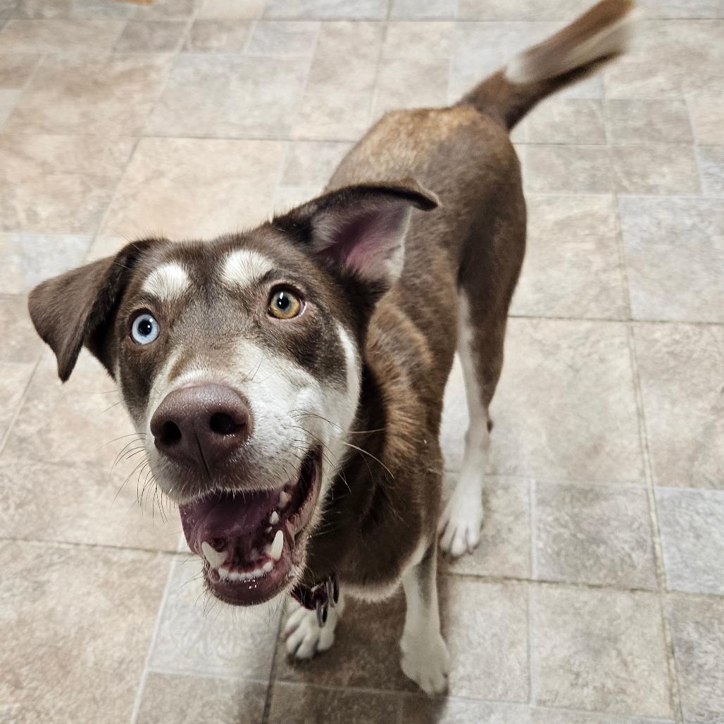 Enlarge Willow, a Adoptable Husky in Homer, NY image 6/6
