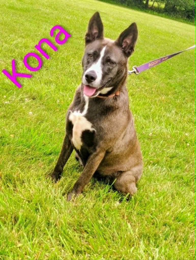 Enlarge Kona, a Adoptable mixed breed in Kendallville, IN image 1/5