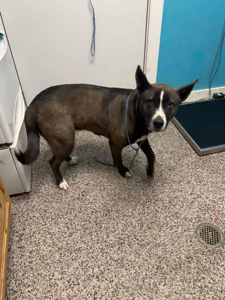 Enlarge Kona, a Adoptable mixed breed in Kendallville, IN image 2/5