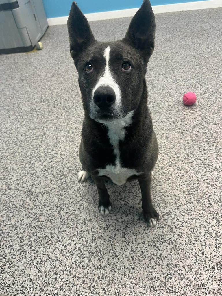 Enlarge Kona, a Adoptable mixed breed in Kendallville, IN image 3/5