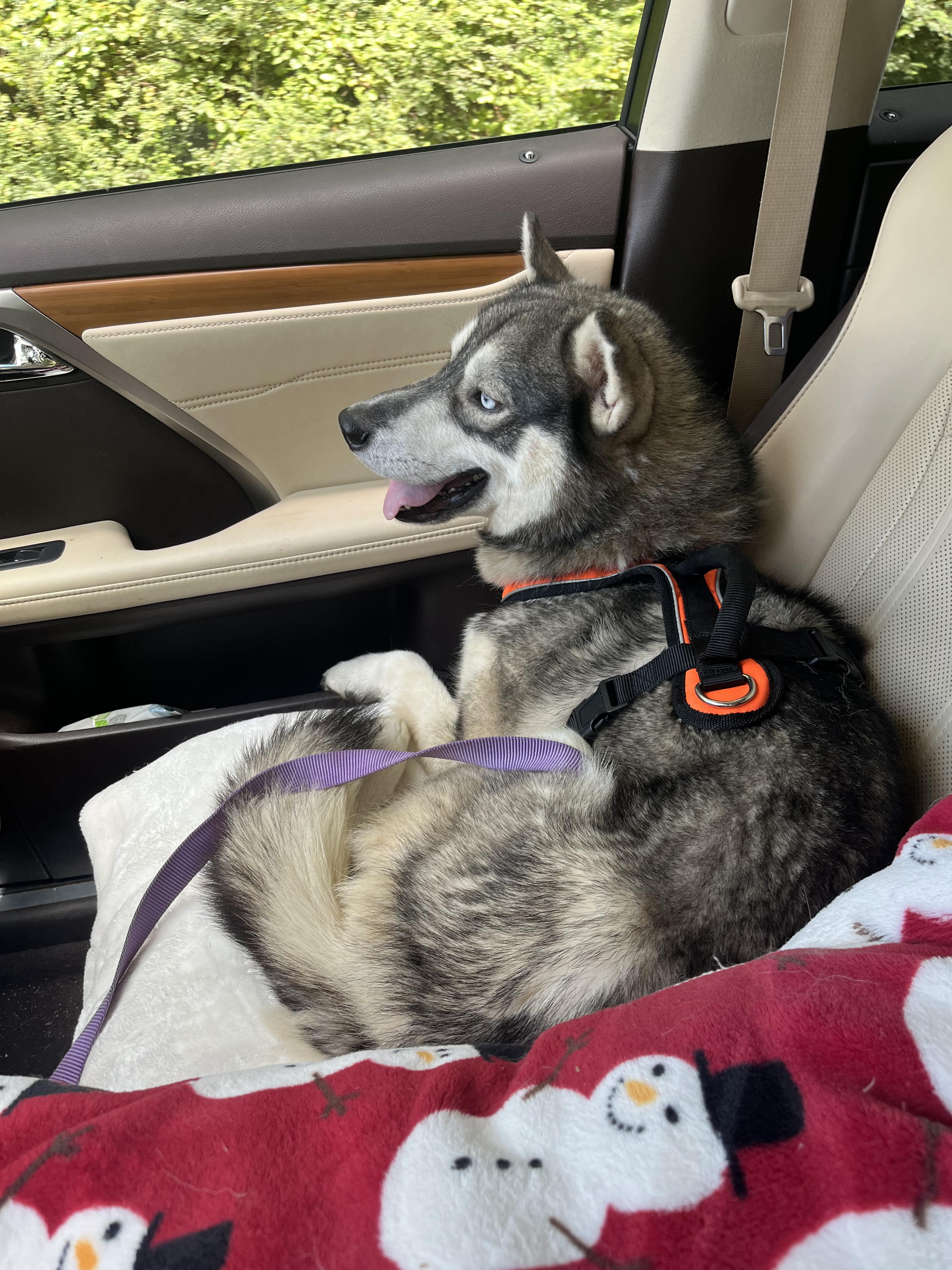 Levi, a Adoptable Husky in Columbia, TN image 5/6