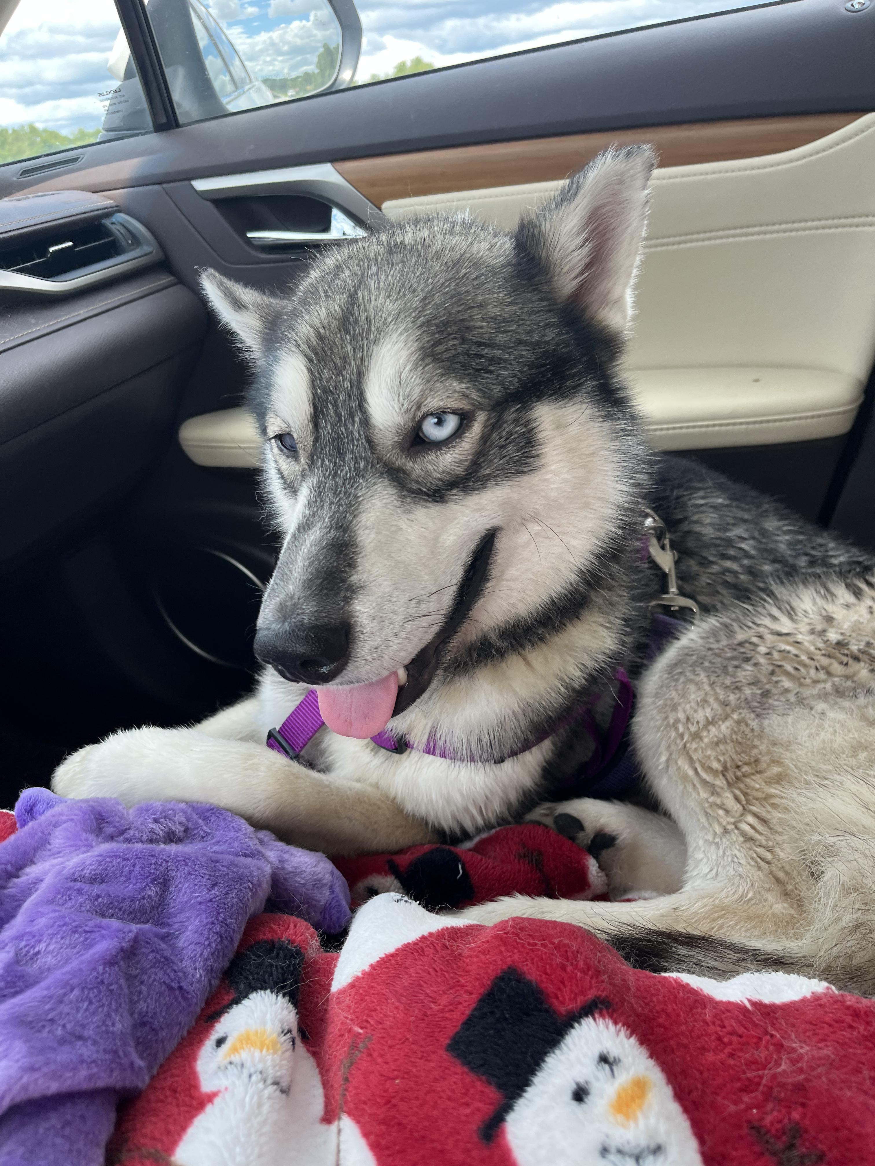 Levi, a Adoptable Husky in Columbia, TN image 3/6