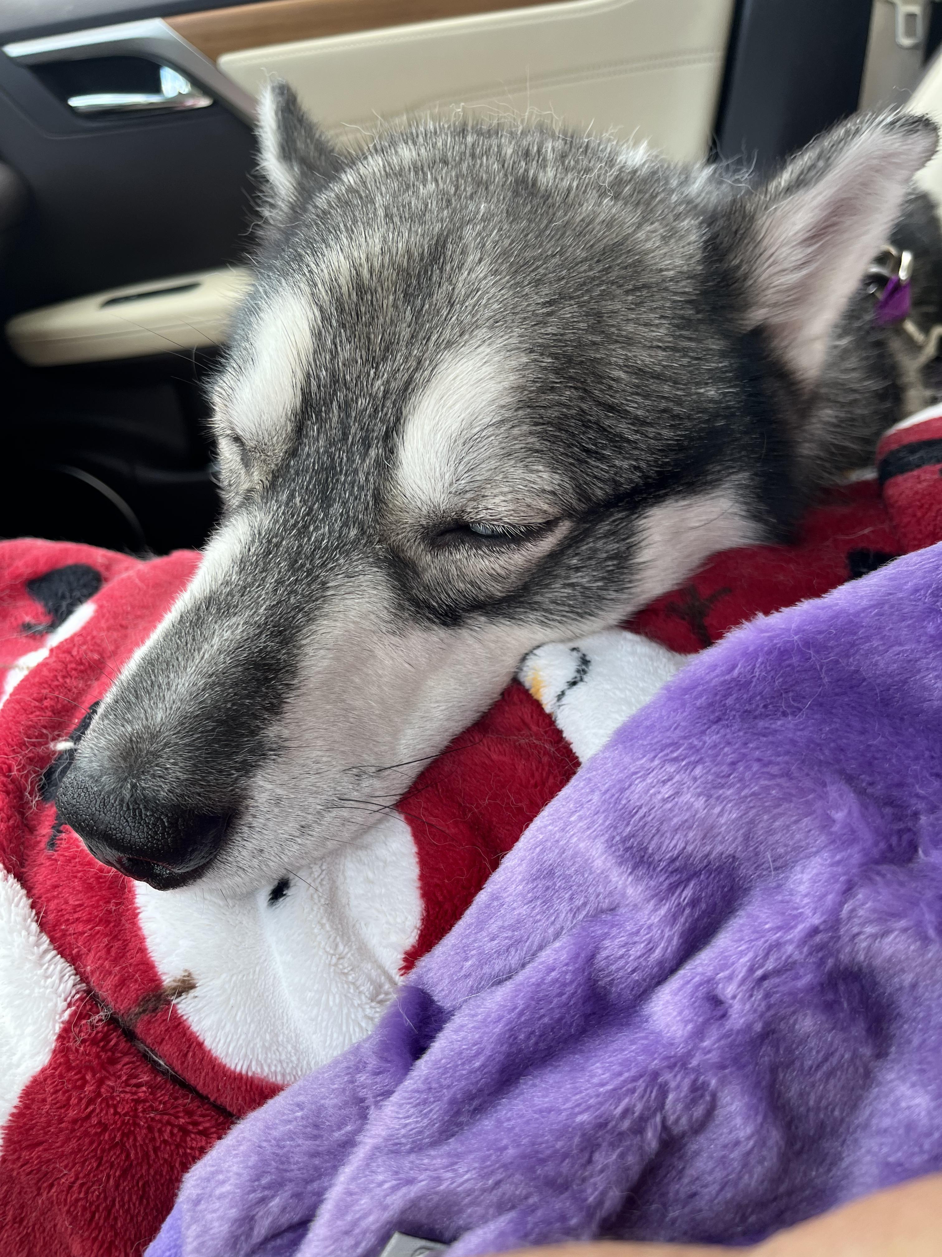 Levi, a Adoptable Husky in Columbia, TN image 4/6