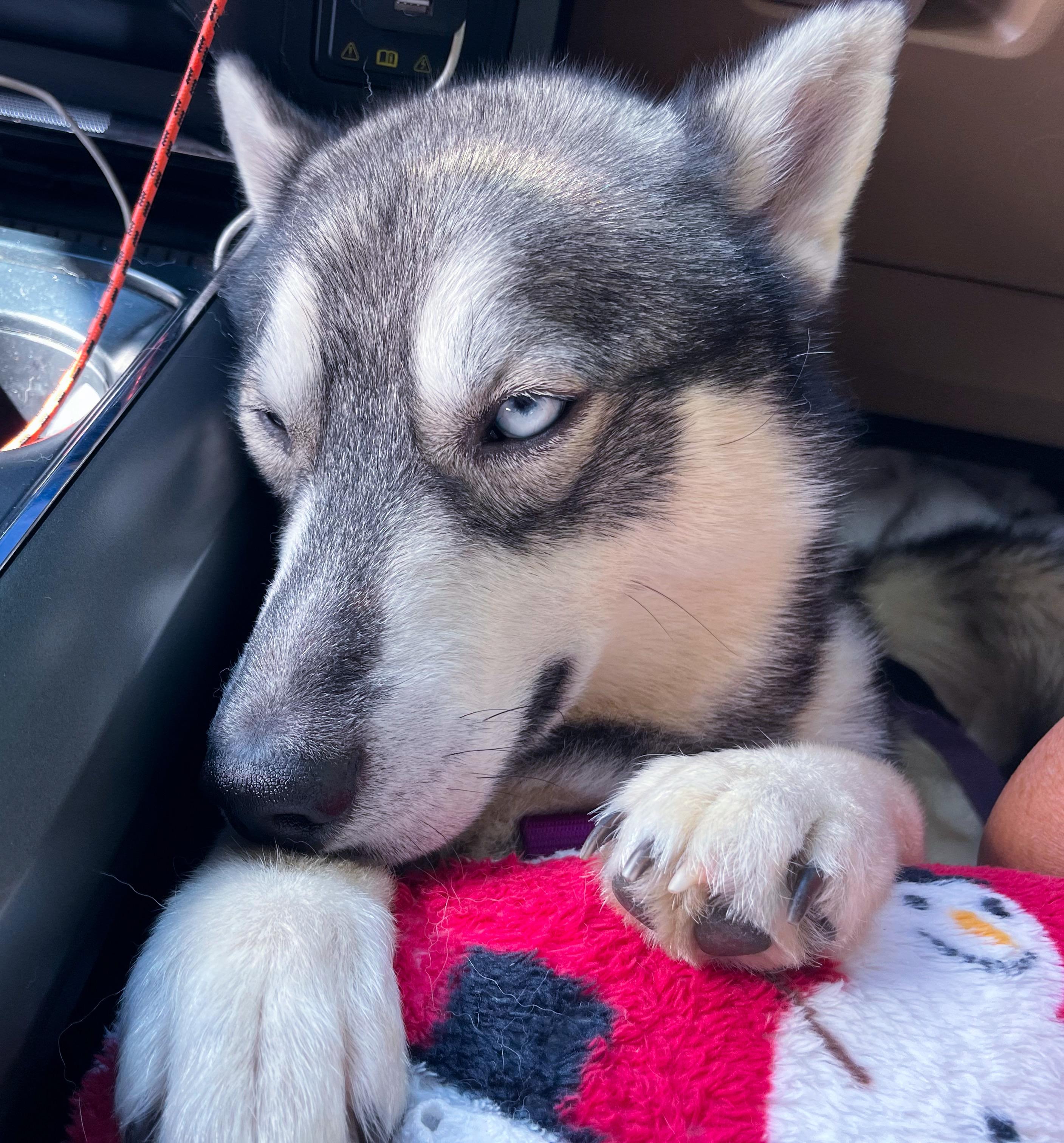 Levi, a Adoptable Husky in Columbia, TN image 2/6