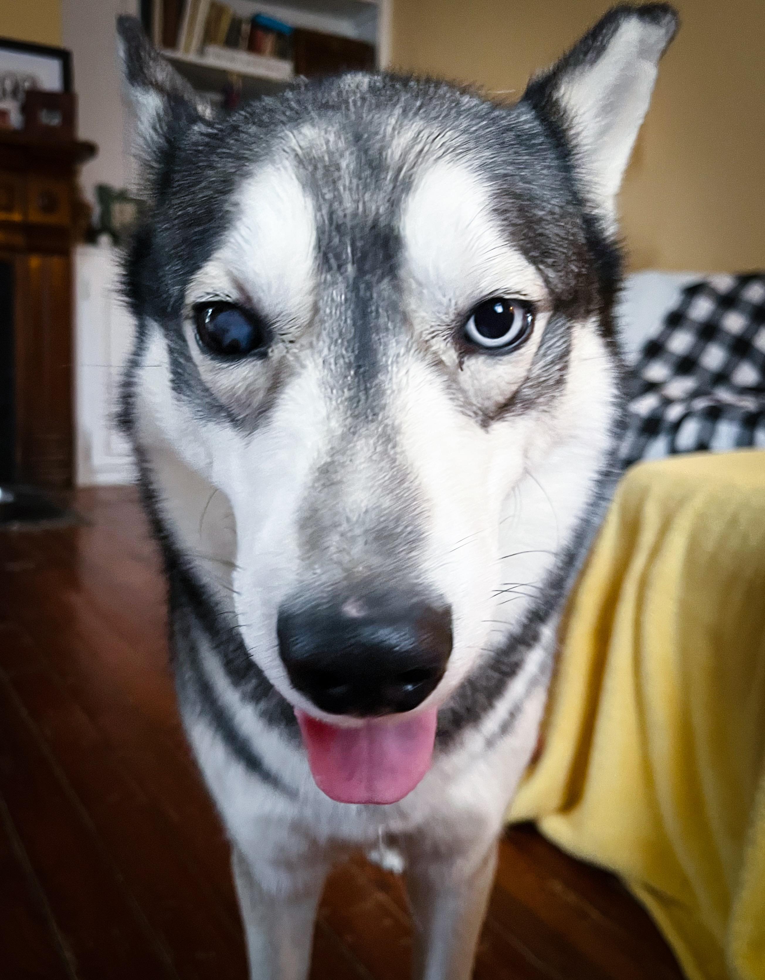 Enlarge Levi, a Adoptable Husky in Columbia, TN image 1/6