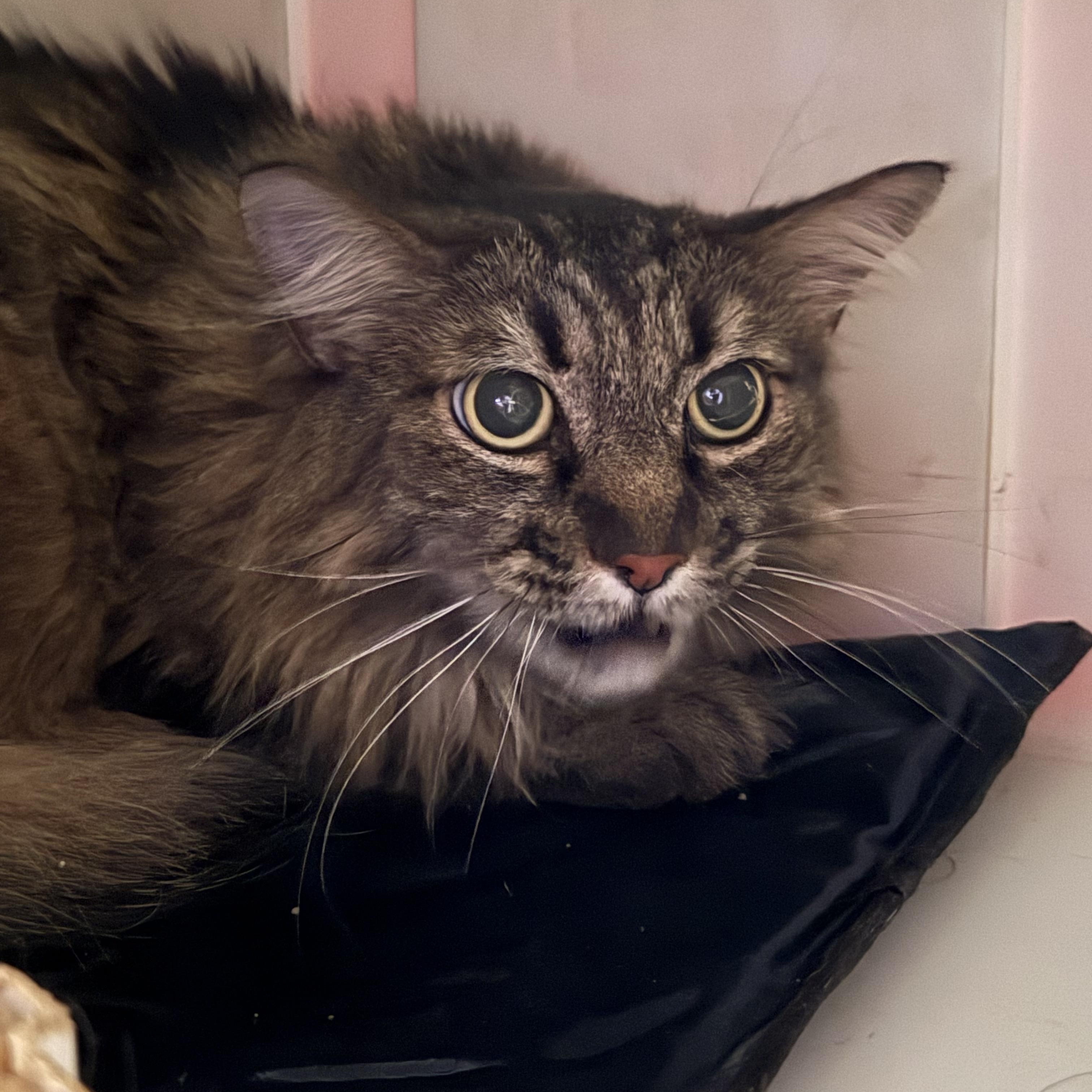 Fluff, ADOPTABLE, Senior Female Domestic Long Hair.