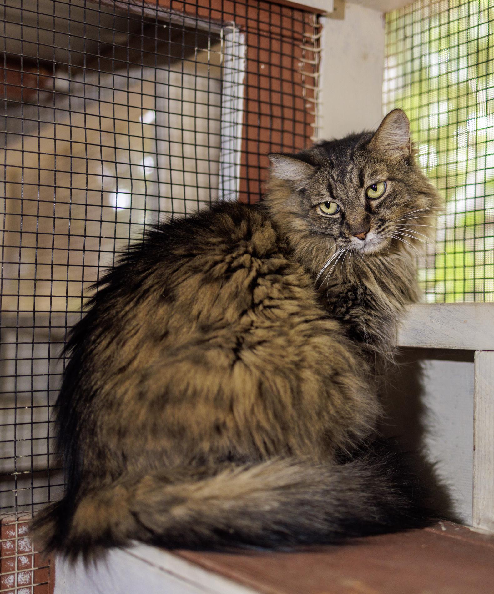 Enlarge Fluff, a ADOPTABLE Domestic Long Hair in Marana, AZ image 1/1