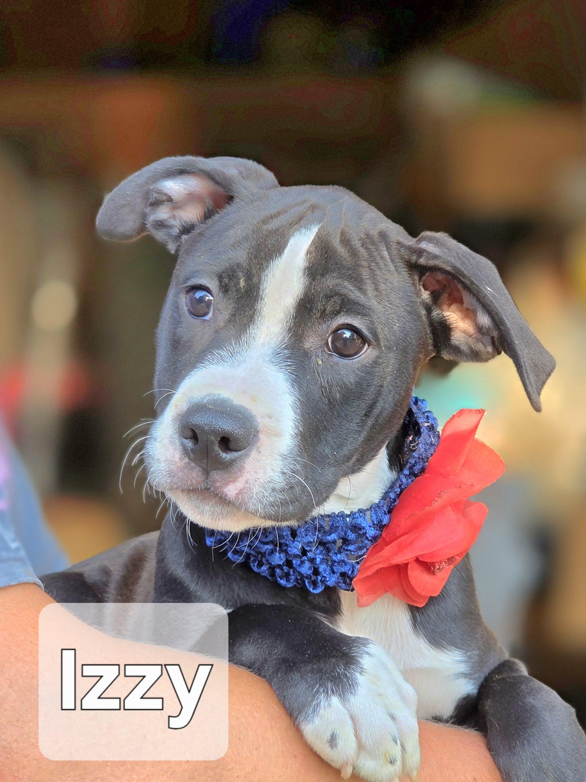 Izzy, Baby Female unknown