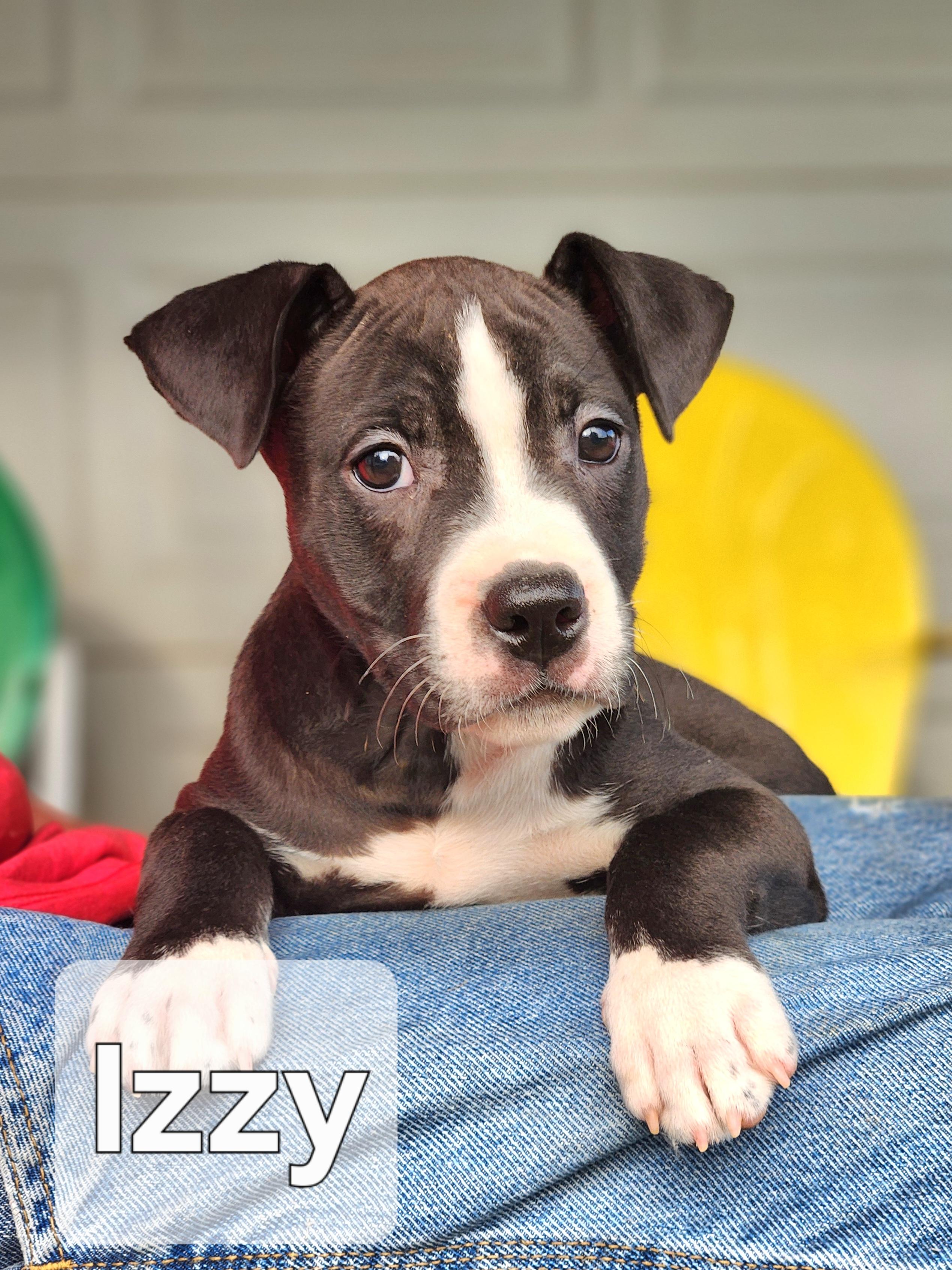 Izzy photo 2