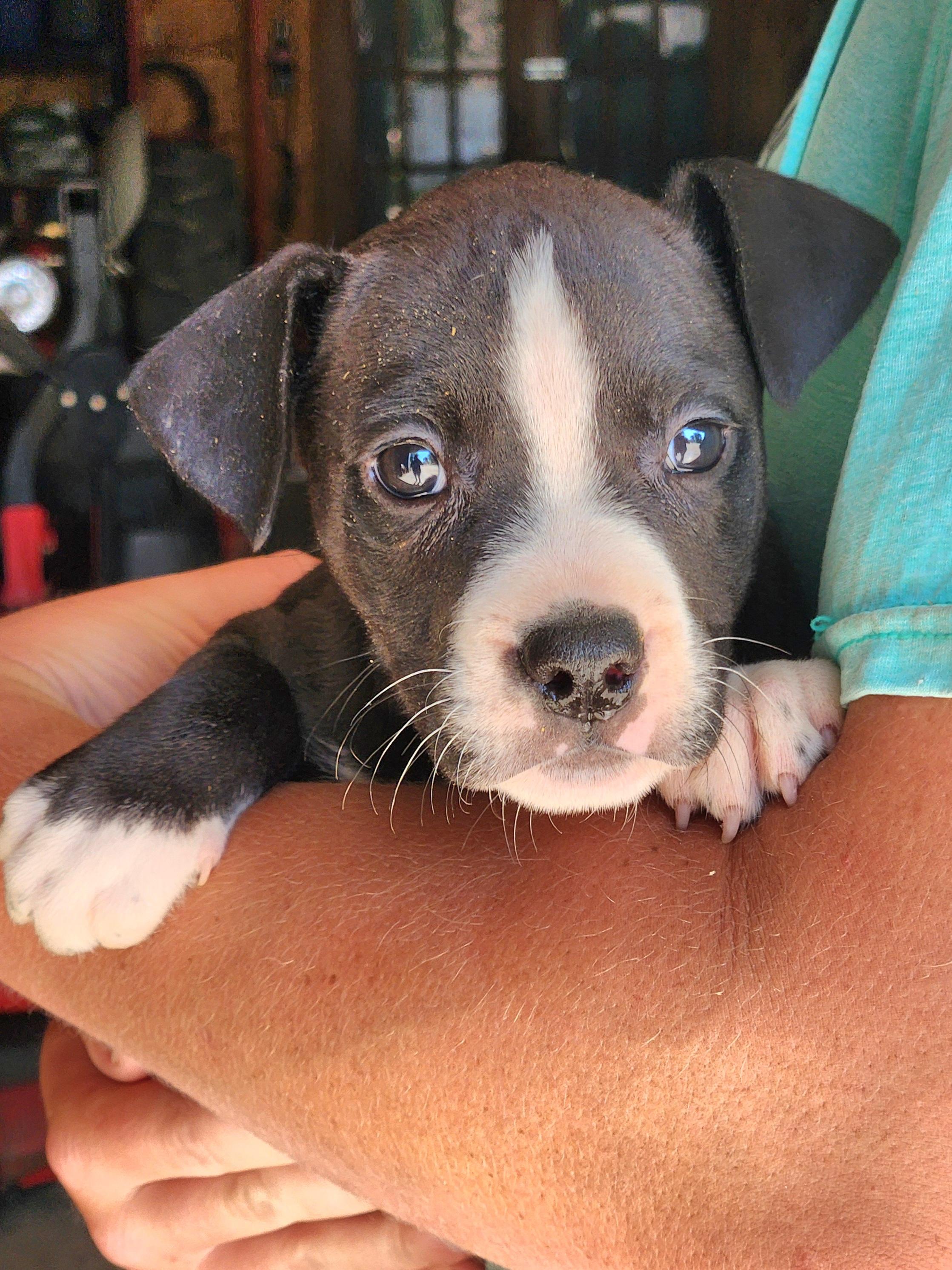 Izzy, Baby Female unknown