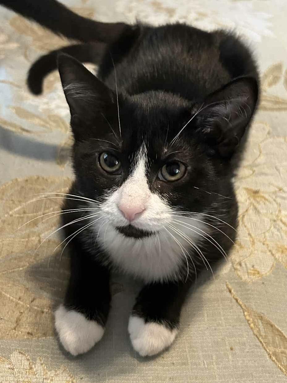Patches =^•^=