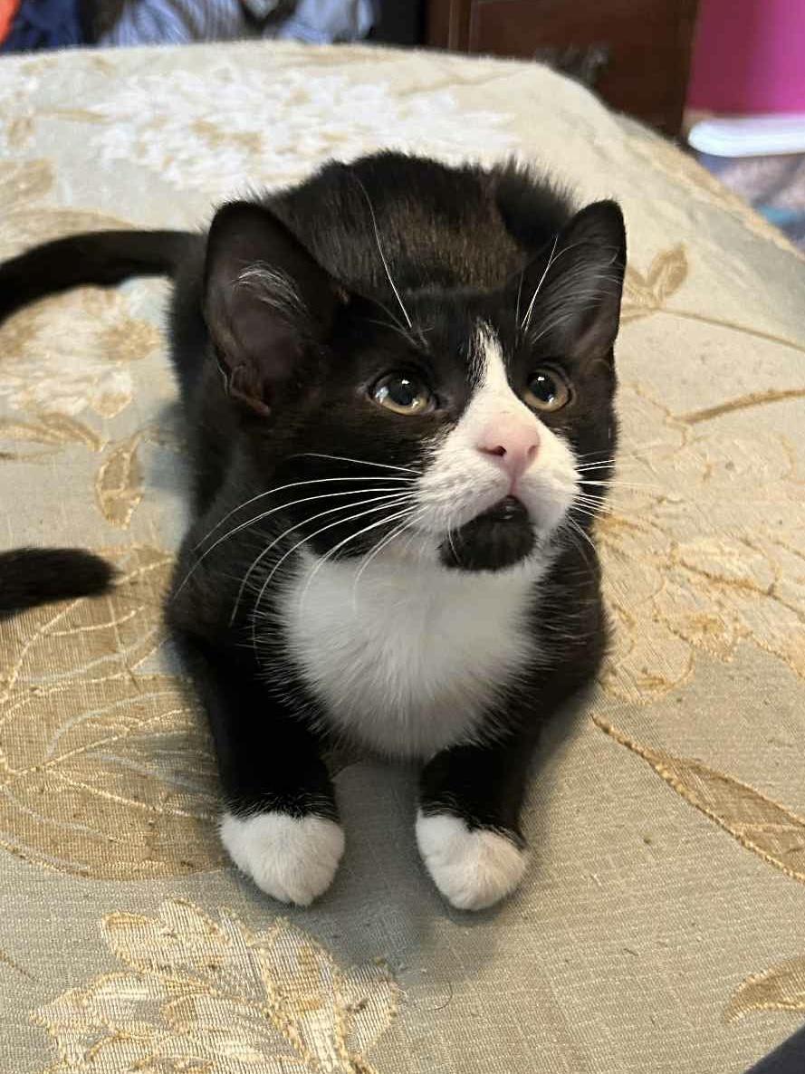 Patches =^•^=