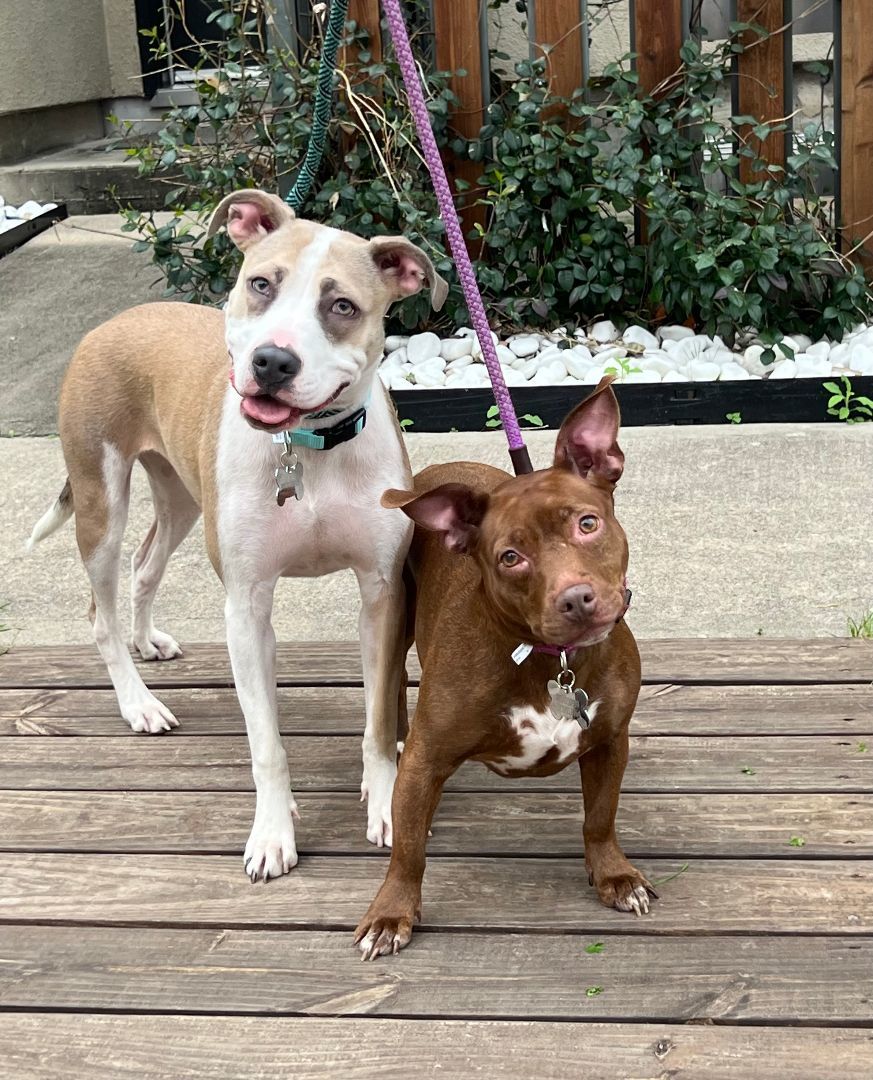 Munchkin, Adoptable, Adult Female Dachshund & Corgi.