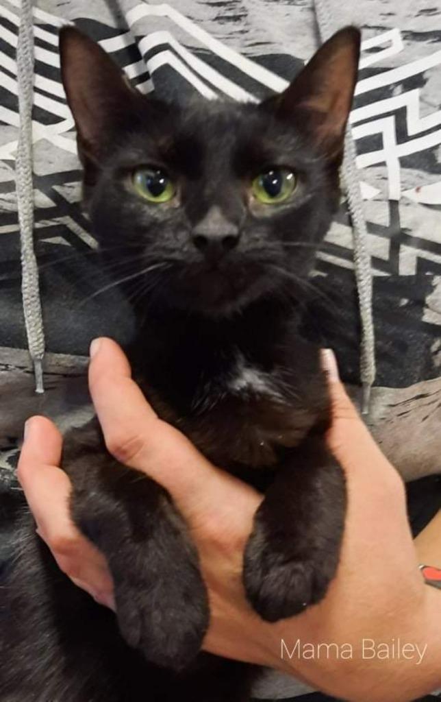 Bailey, Adoptable, Adult Female Domestic Short Hair.