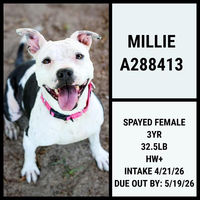 MILLIE, Adoptable, Adult Female American Bulldog.