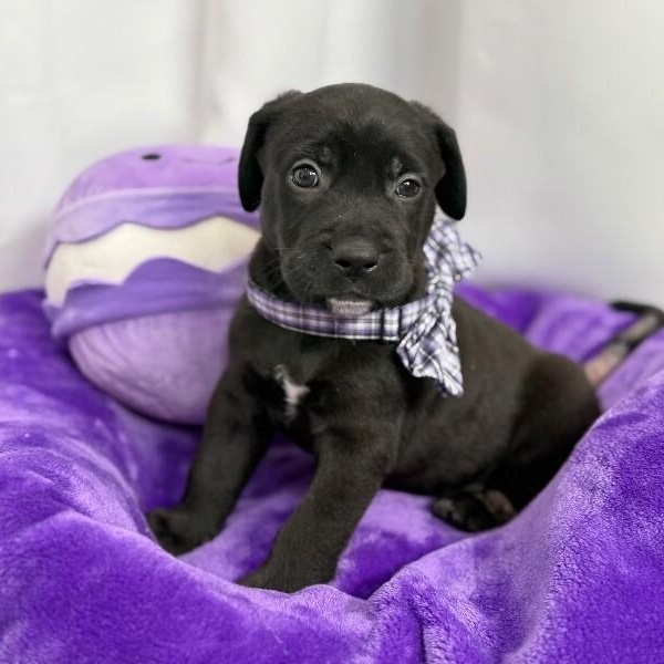 Dog for adoption - Jake Key, a Pit Bull Terrier &amp; Labrador Retriever ...