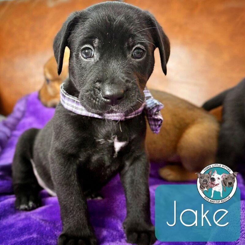 Dog for adoption - Jake Key, a Pit Bull Terrier &amp; Labrador Retriever ...