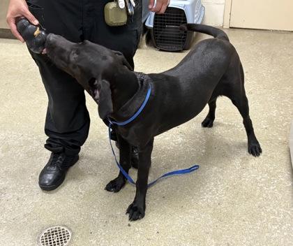 Enlarge Girlfriend, a Adoptable mixed breed in Chesapeake, VA image 1/2