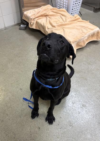 Enlarge Girlfriend, a Adoptable mixed breed in Chesapeake, VA image 2/2