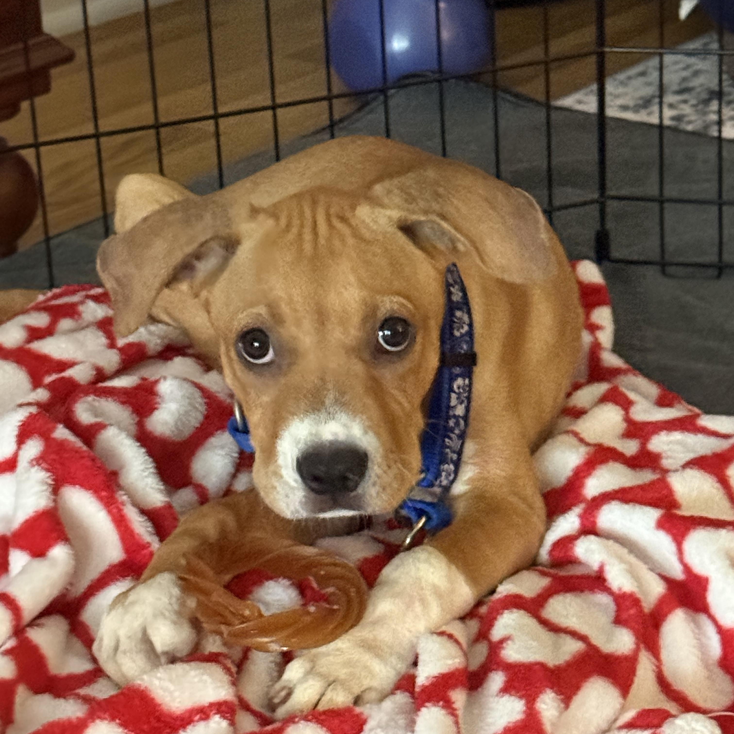 Enlarge Kona, a ADOPTABLE mixed breed in Calabash, NC image 2/4