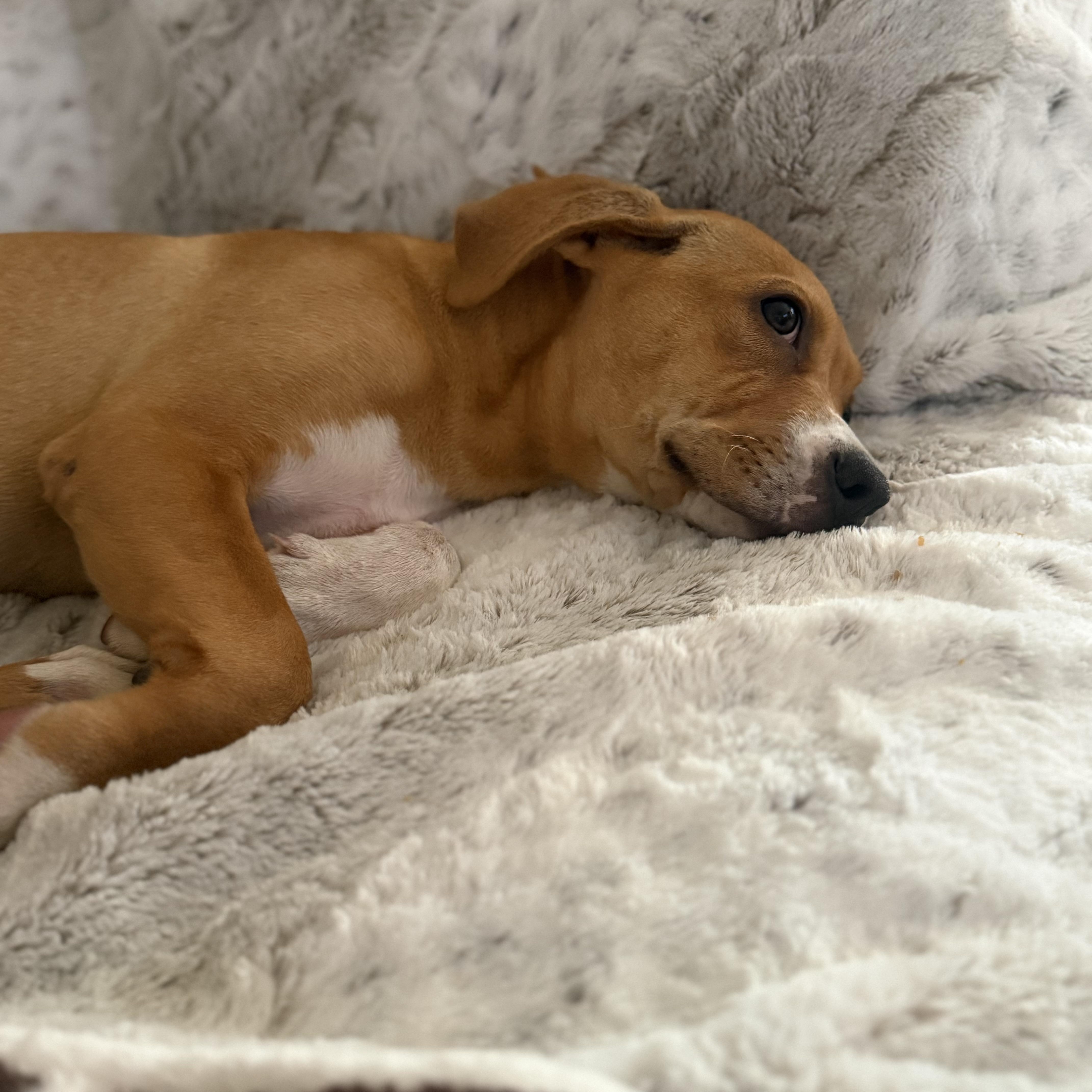 Enlarge Kona, a ADOPTABLE mixed breed in Calabash, NC image 3/4