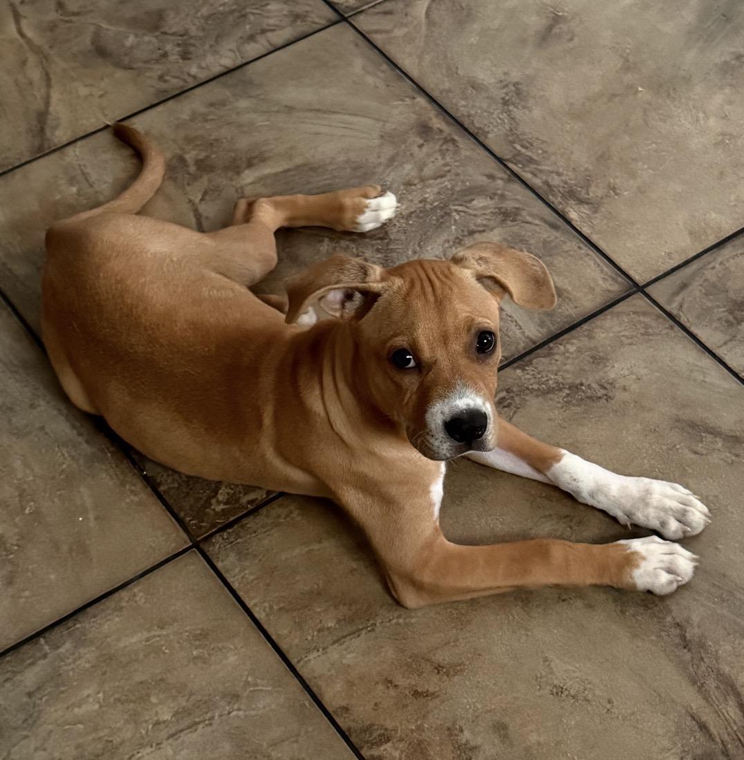 Enlarge Kona, a ADOPTABLE mixed breed in Calabash, NC image 1/4