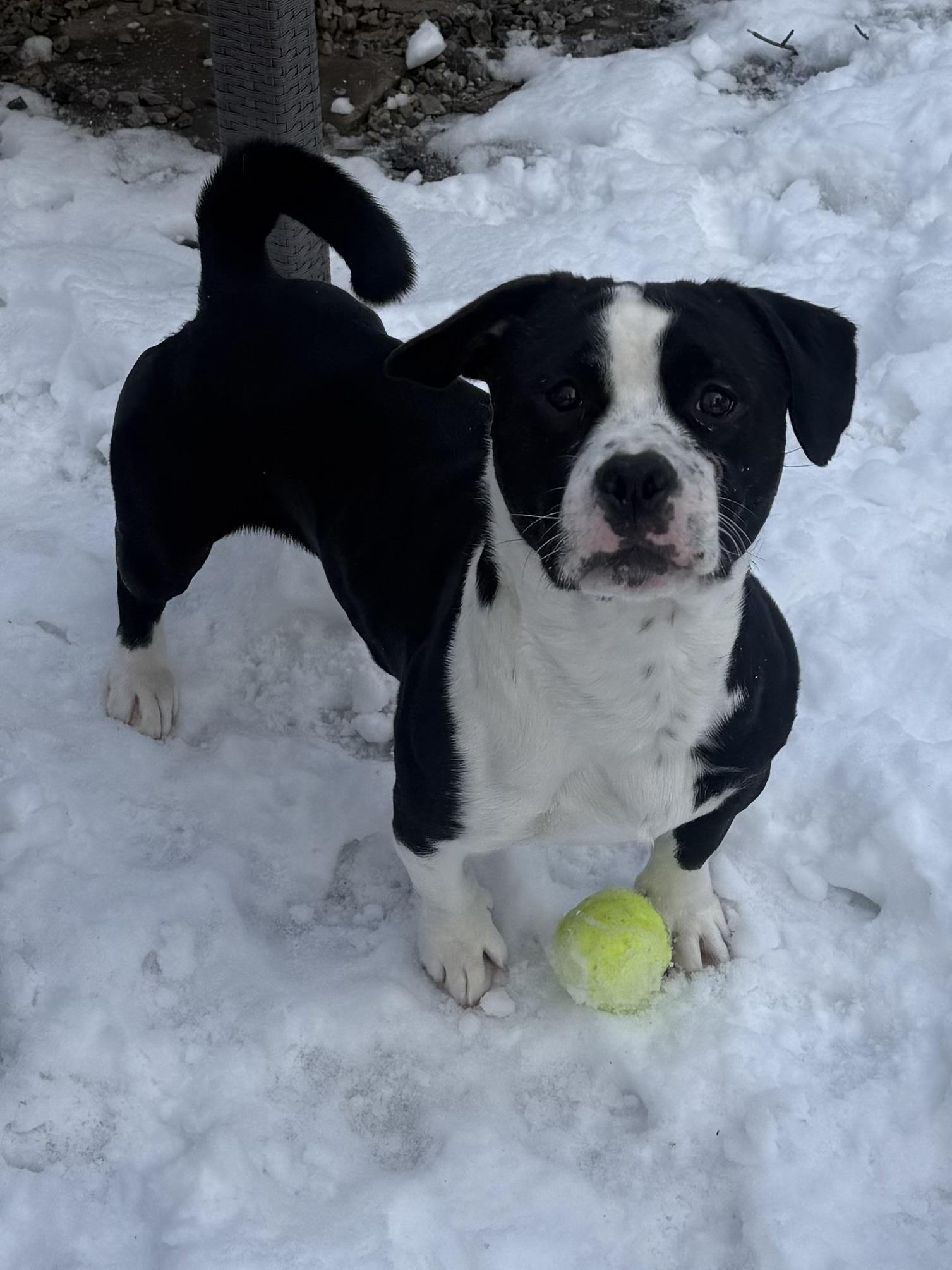 Enlarge Benny, a ADOPTABLE mixed breed in Succasunna, NJ image 5/5