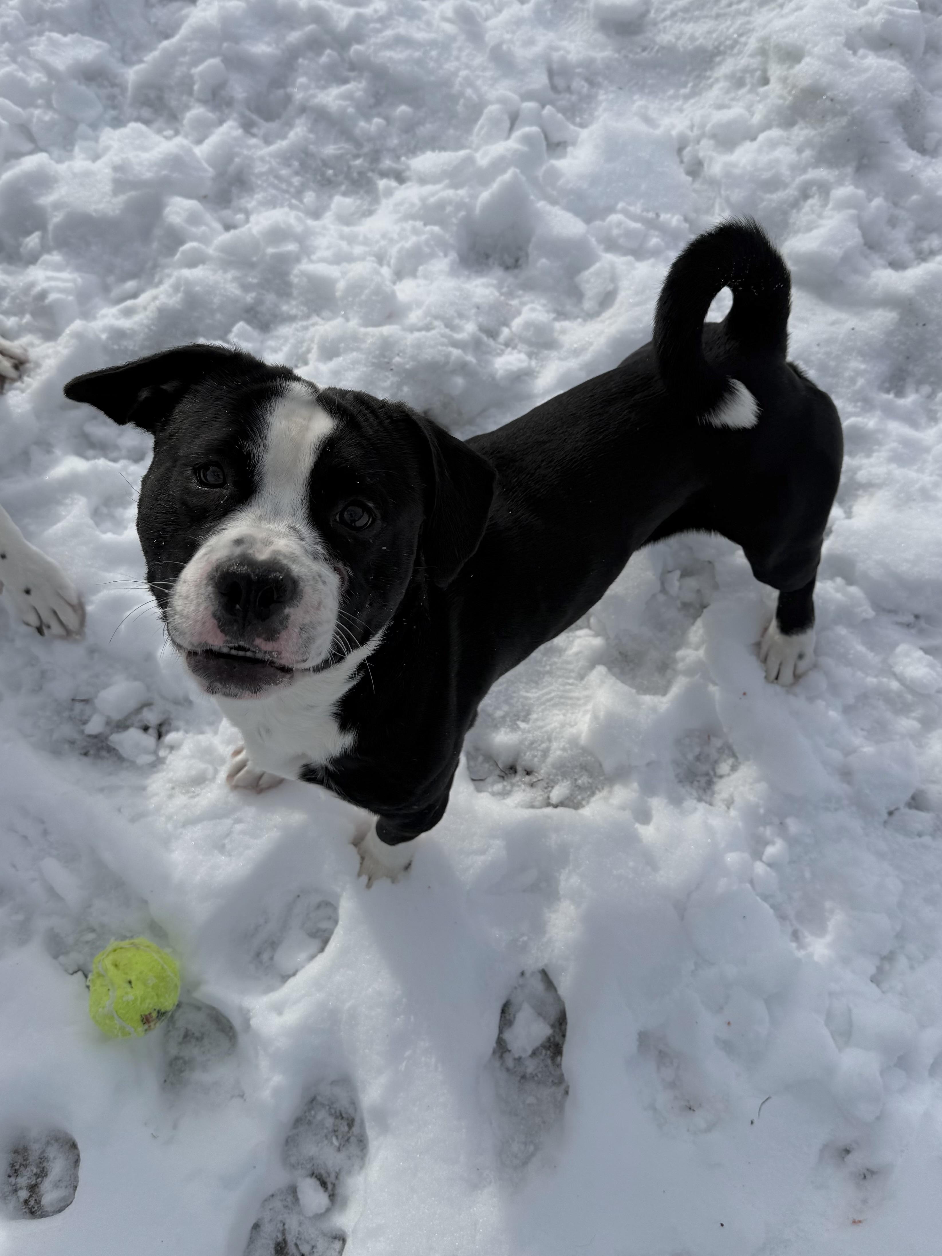 Benny, ADOPTABLE, Adult Male Mixed Breed.
