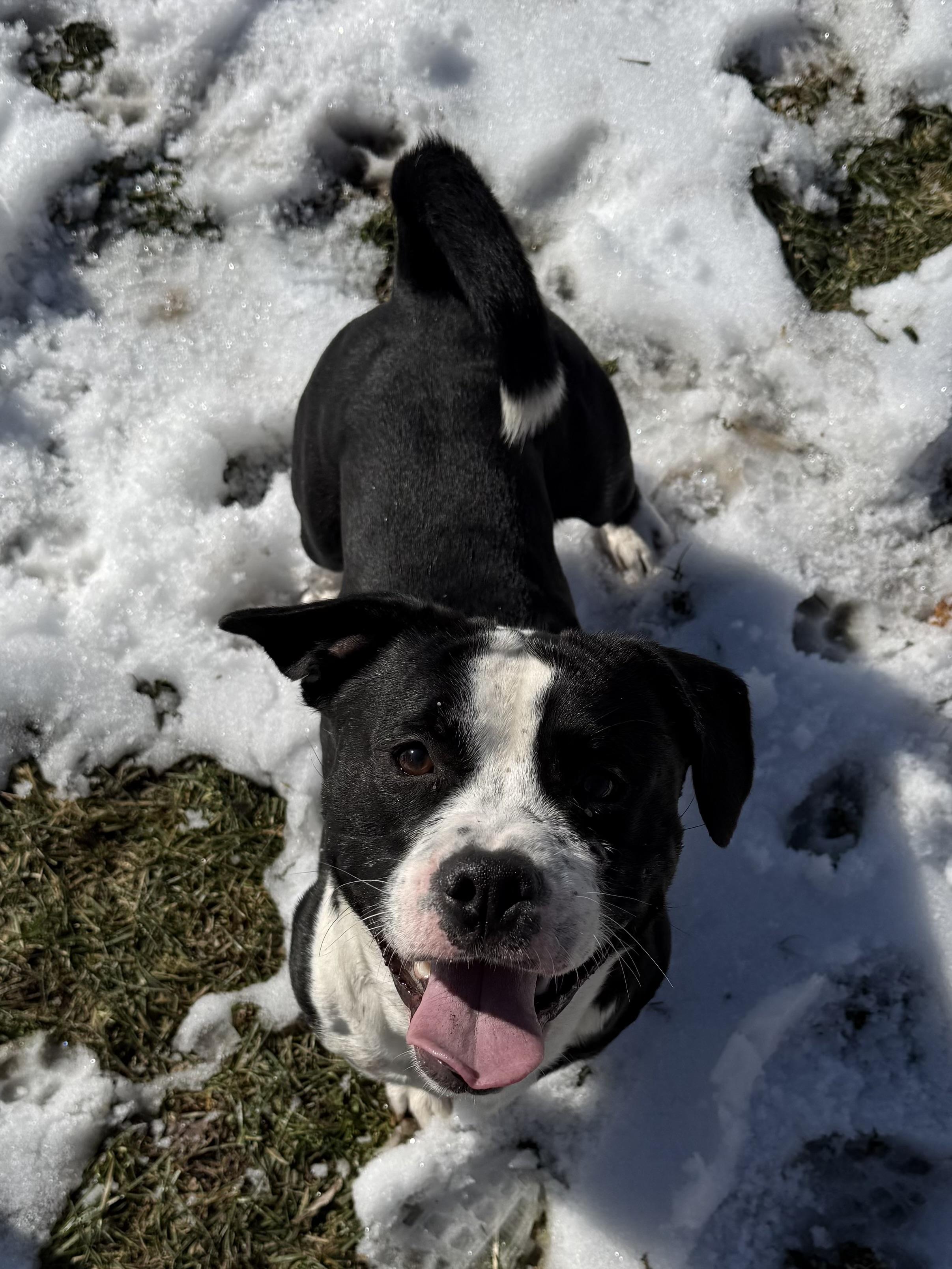 Enlarge Benny, a ADOPTABLE mixed breed in Succasunna, NJ image 4/5