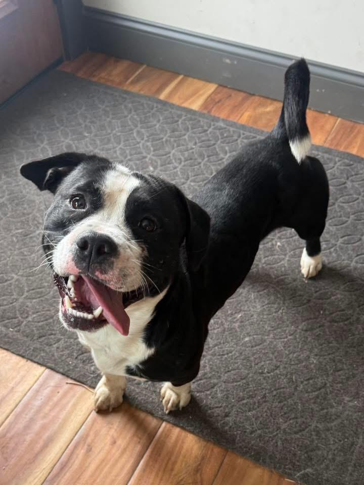 Enlarge Benny, a ADOPTABLE mixed breed in Succasunna, NJ image 3/5