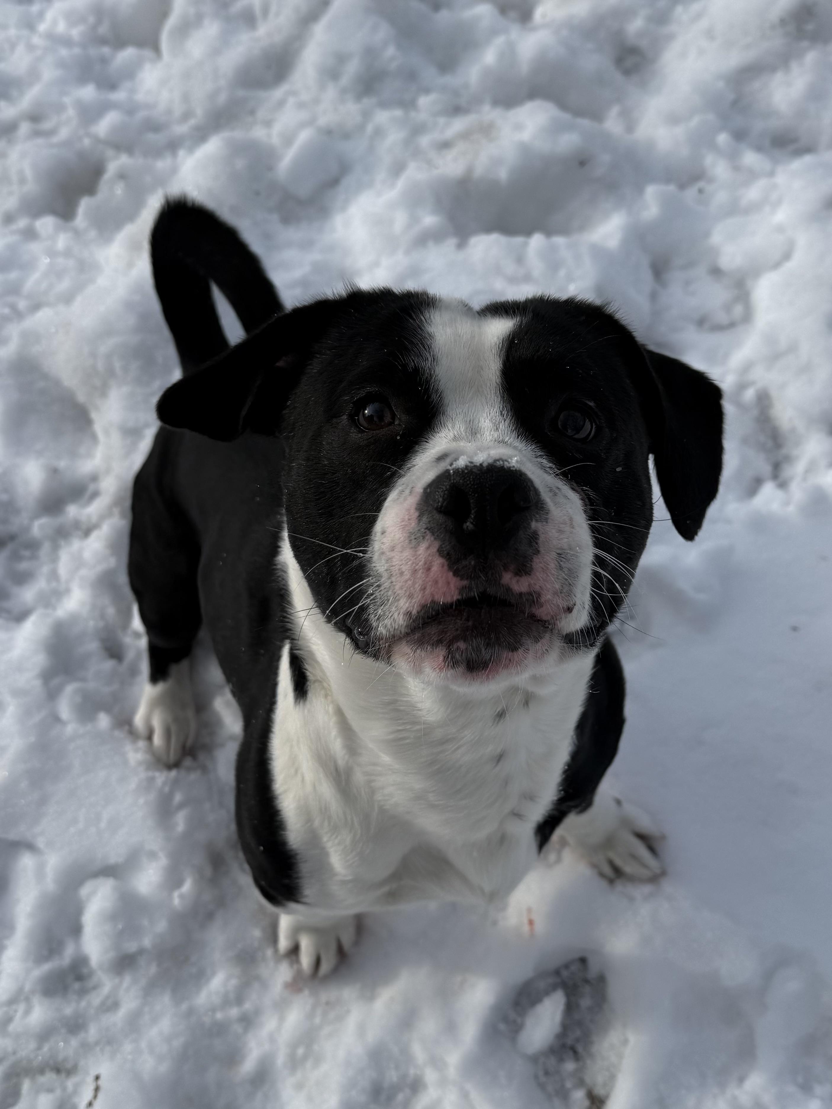 Enlarge Benny, a ADOPTABLE mixed breed in Succasunna, NJ image 2/5
