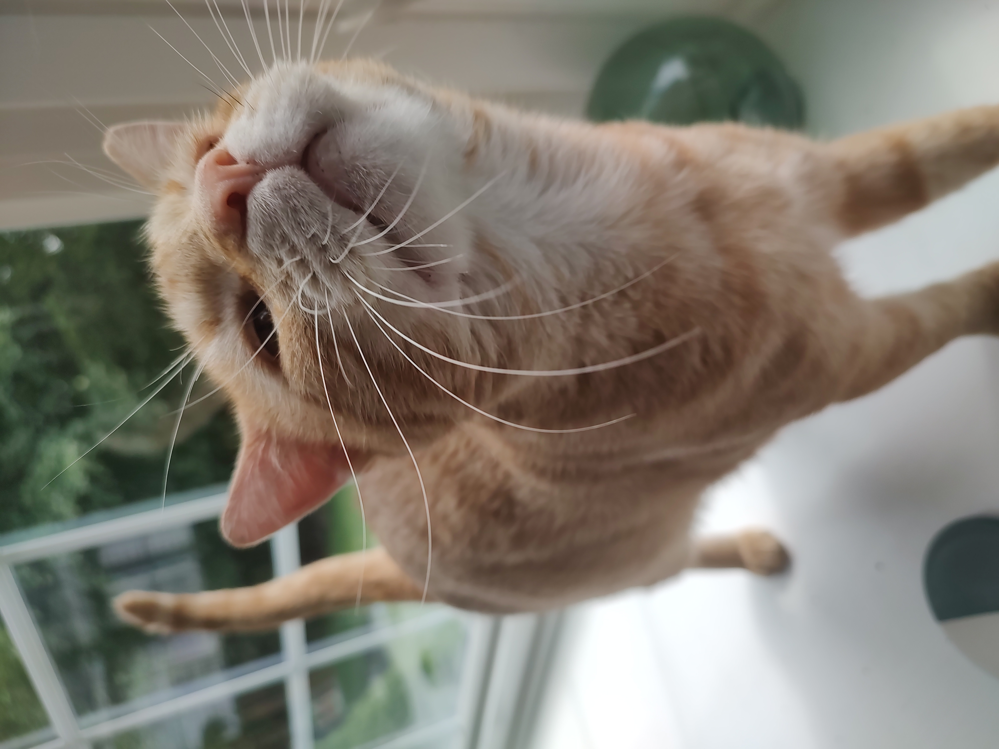 Wally, a Adoptable Domestic Short Hair in Hopkinsville, KY image 3/5