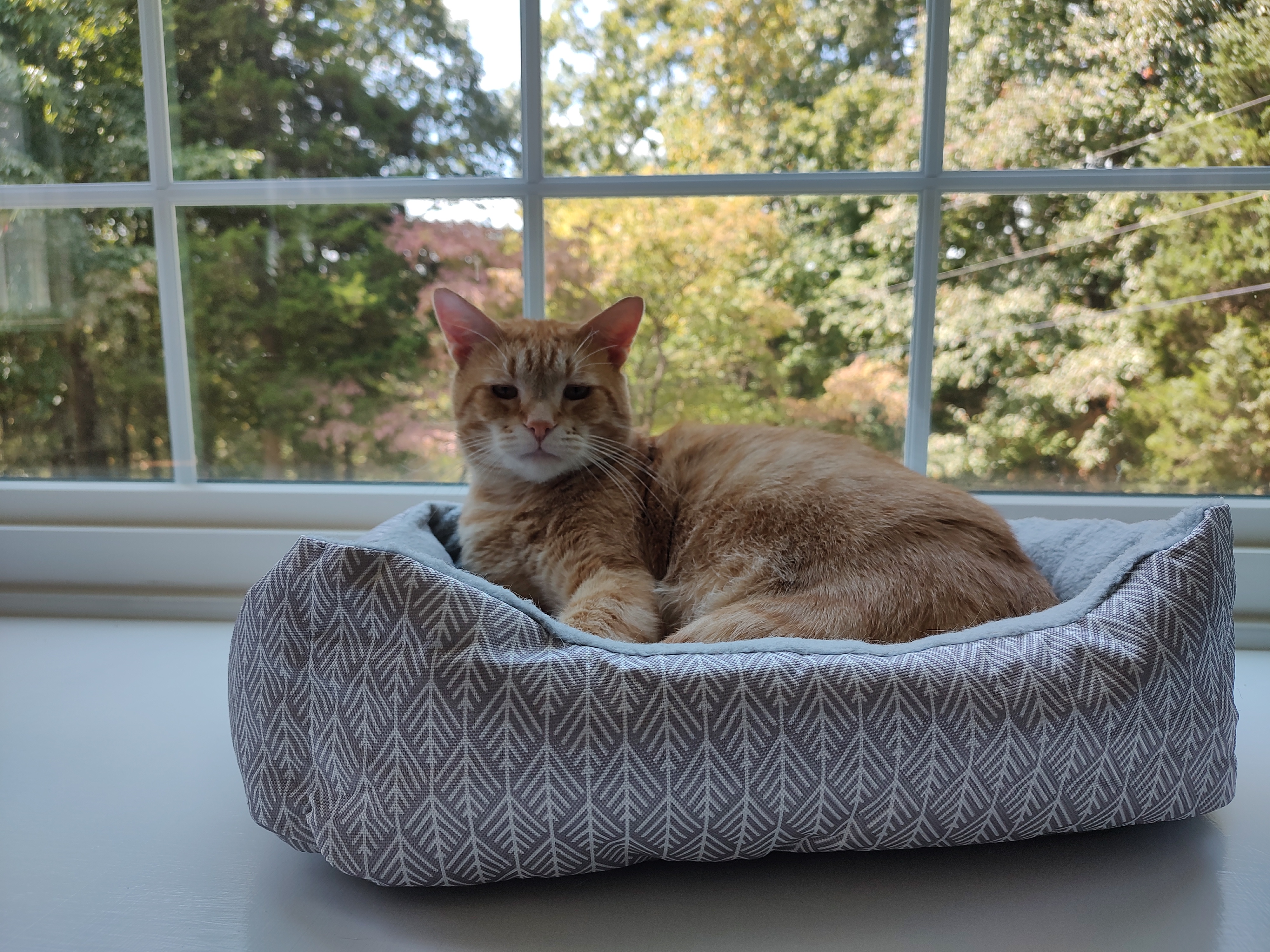 Wally, Adoptable, Adult Male Domestic Short Hair.