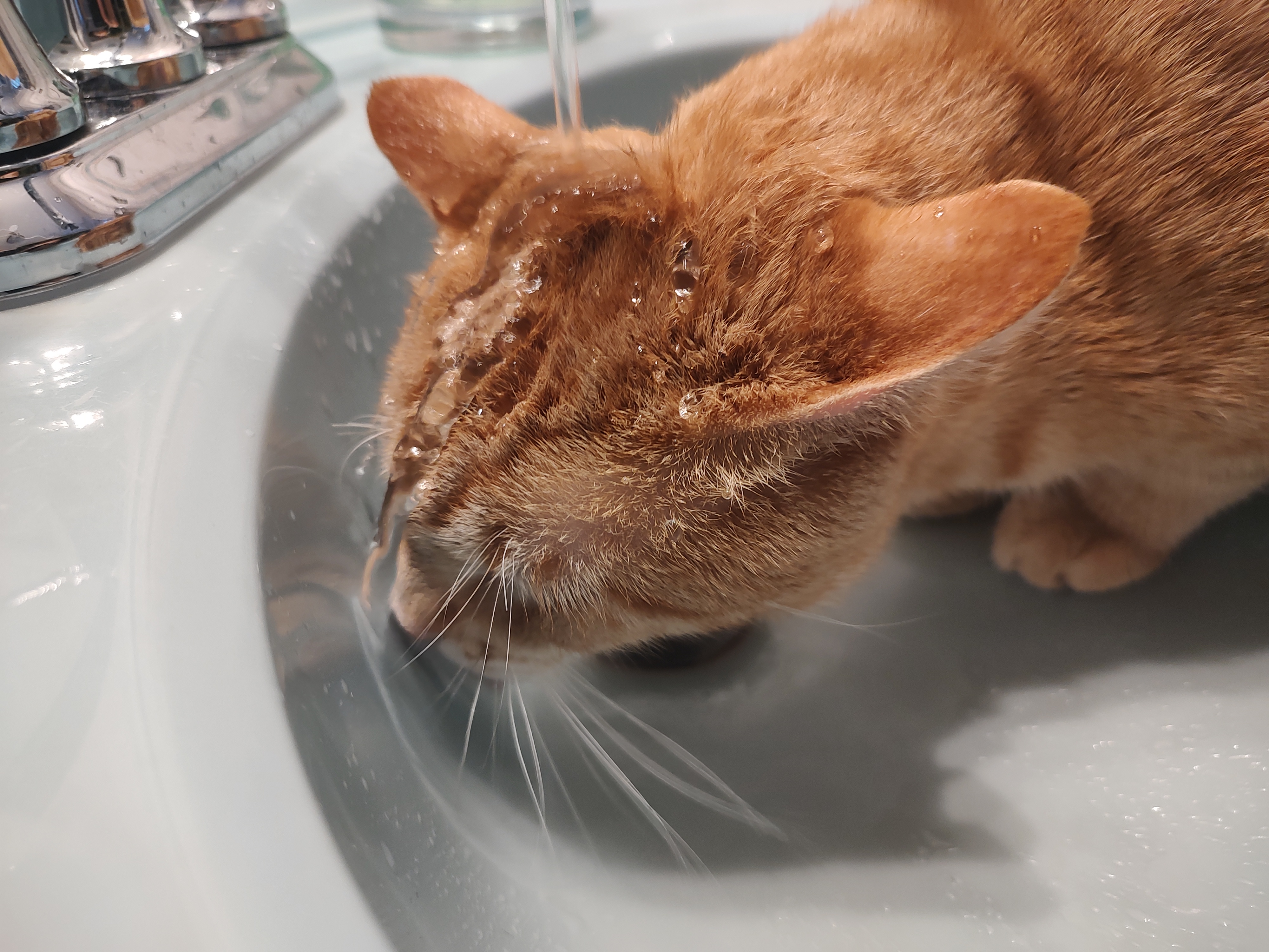 Wally, a Adoptable Domestic Short Hair in Hopkinsville, KY image 5/5