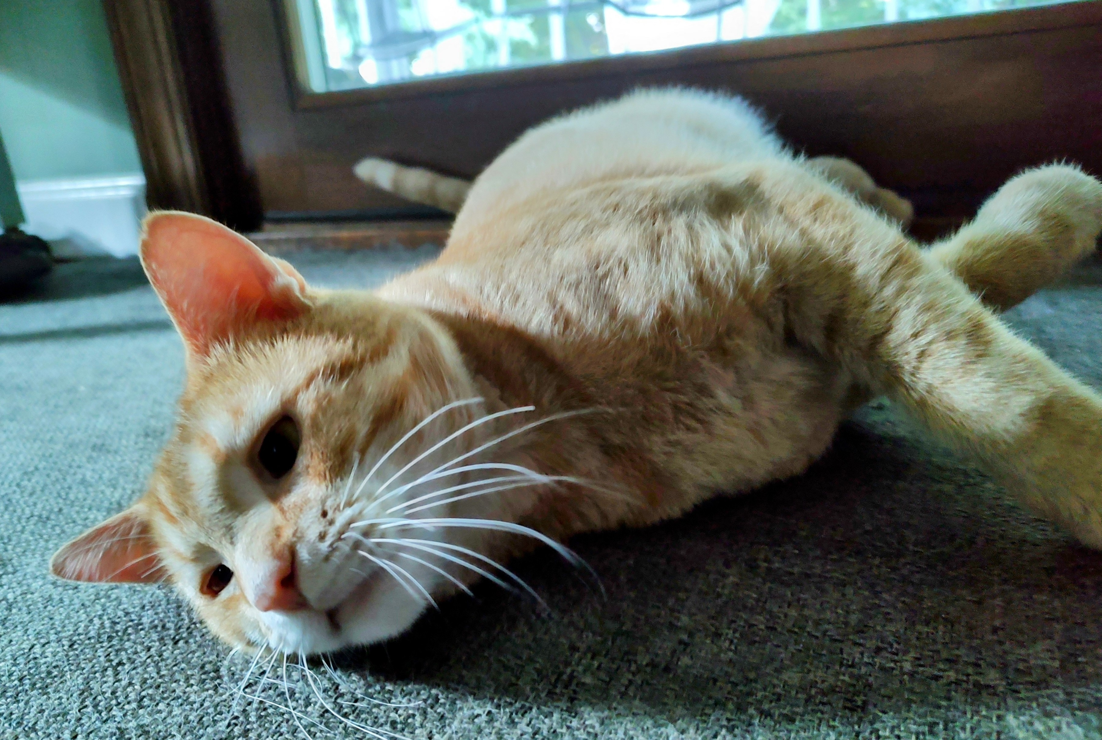 Wally, a Adoptable Domestic Short Hair in Hopkinsville, KY image 4/5