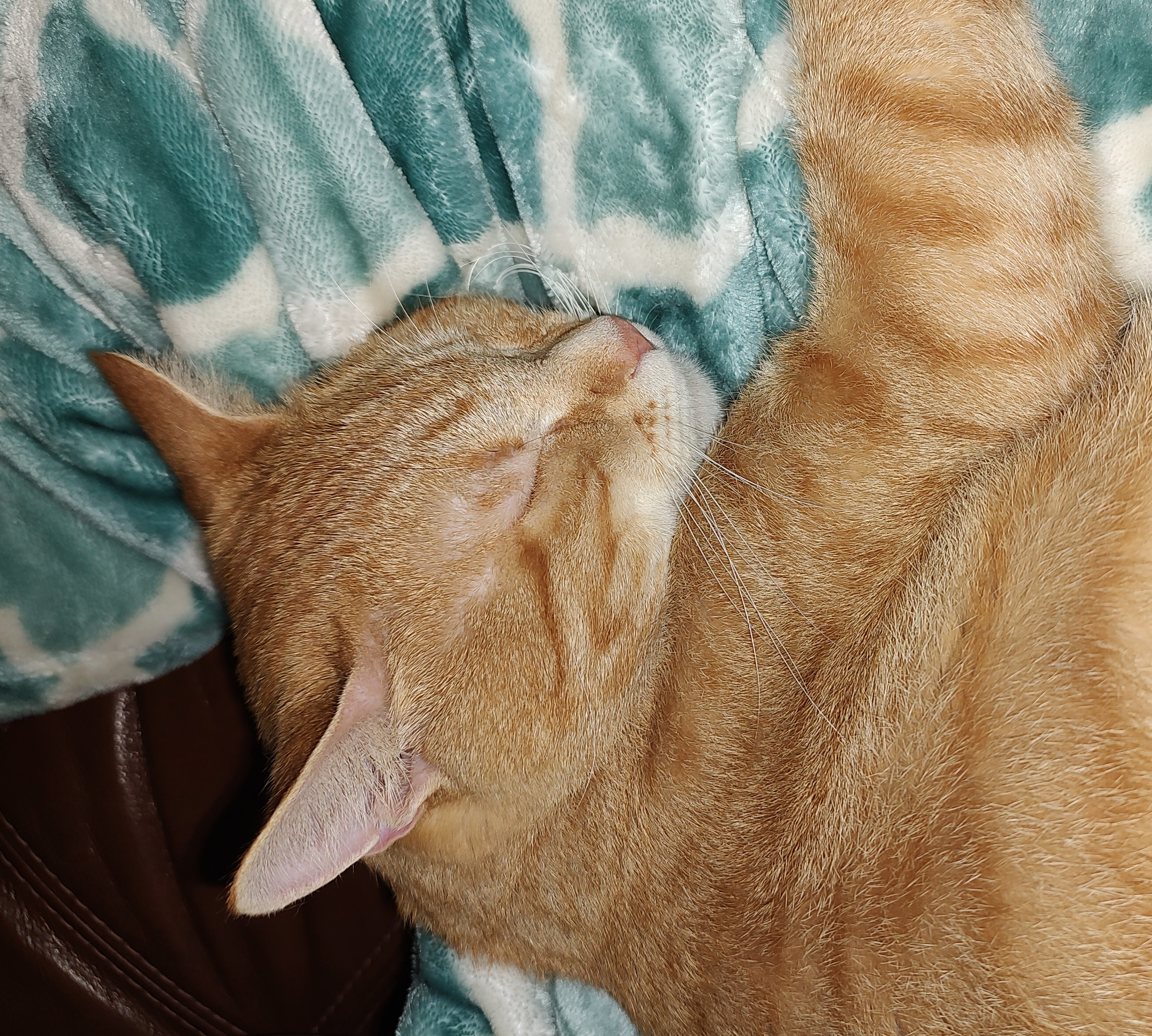 Wally, a Adoptable Domestic Short Hair in Hopkinsville, KY image 2/5