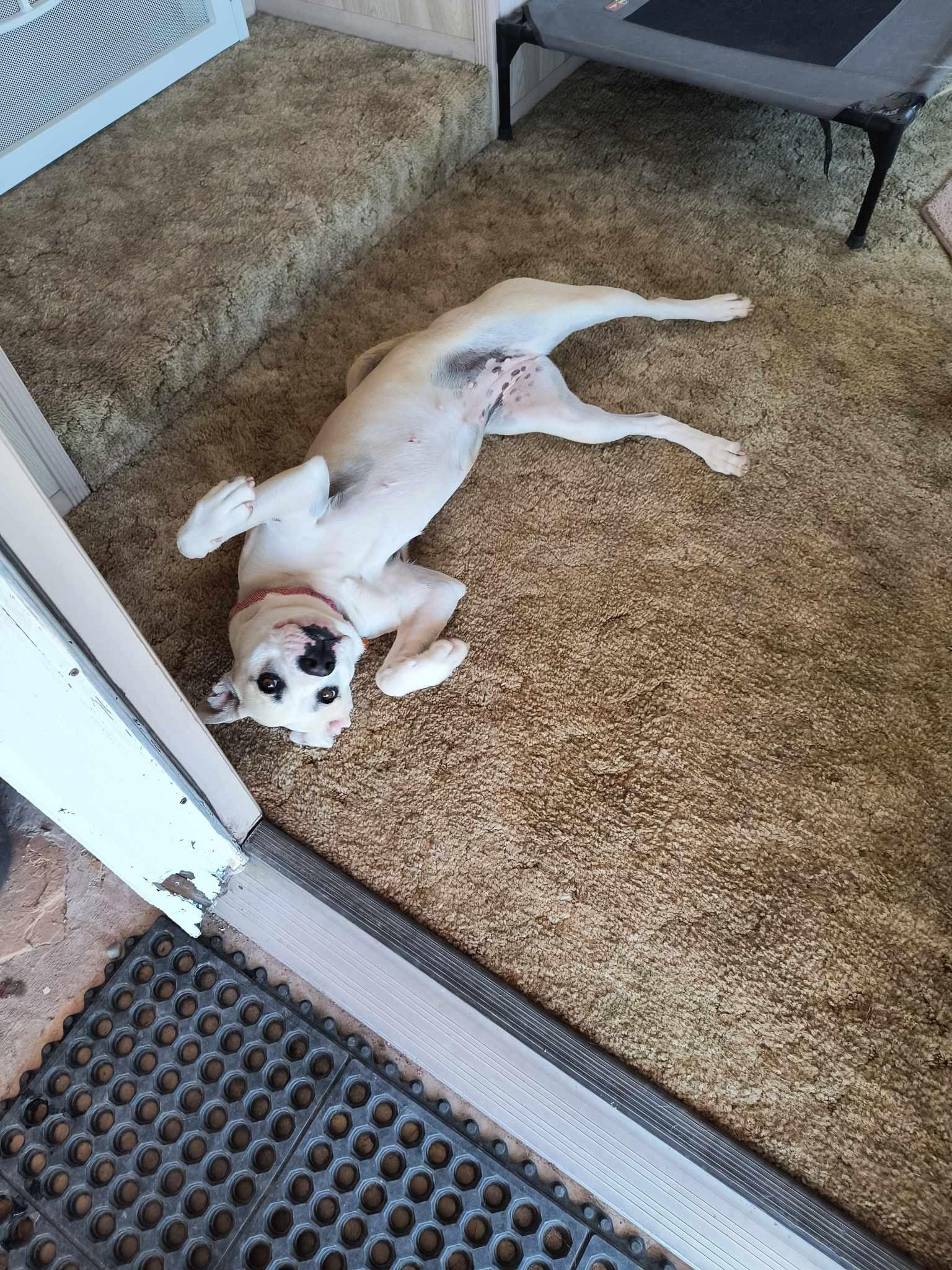 Ella