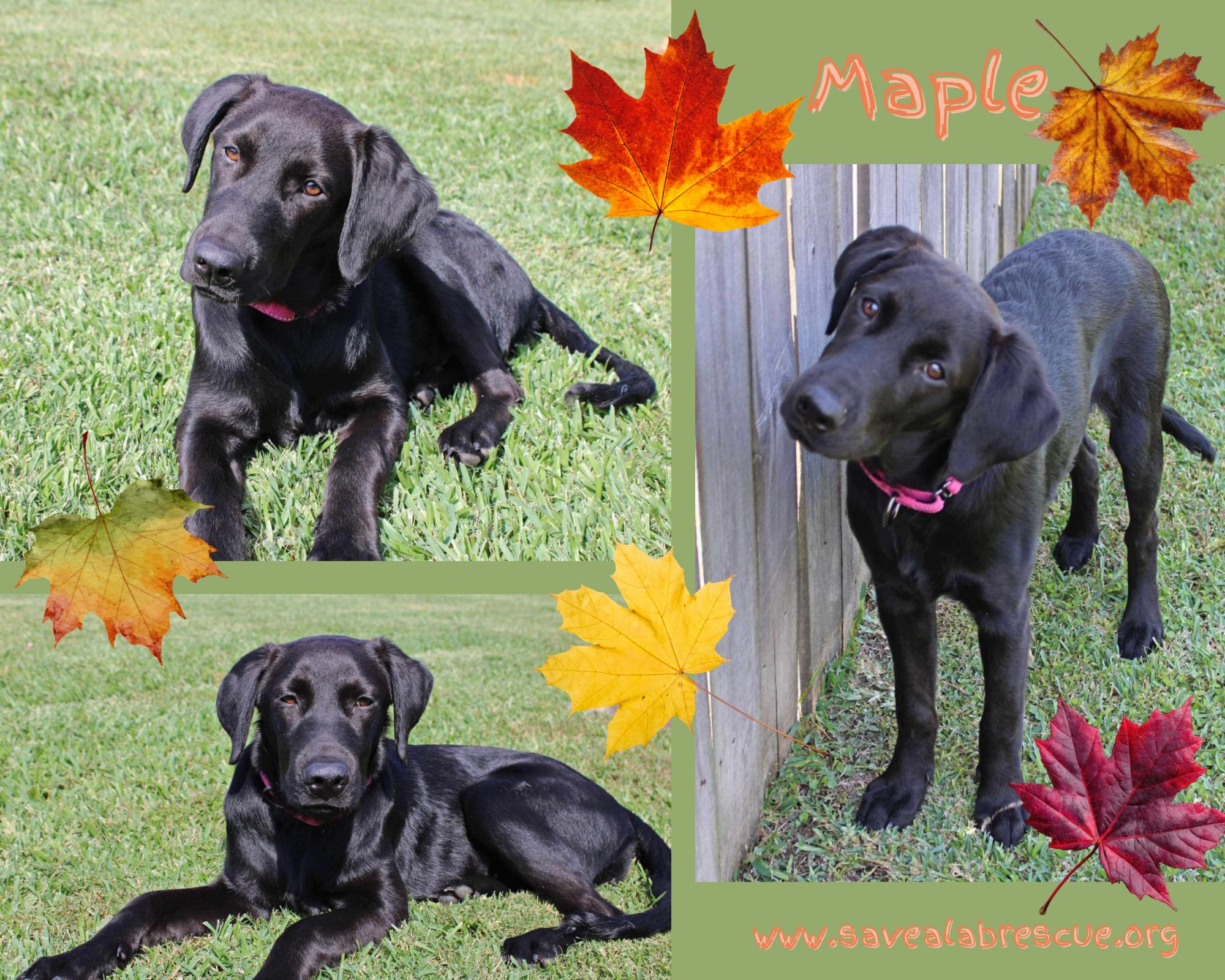 Maple