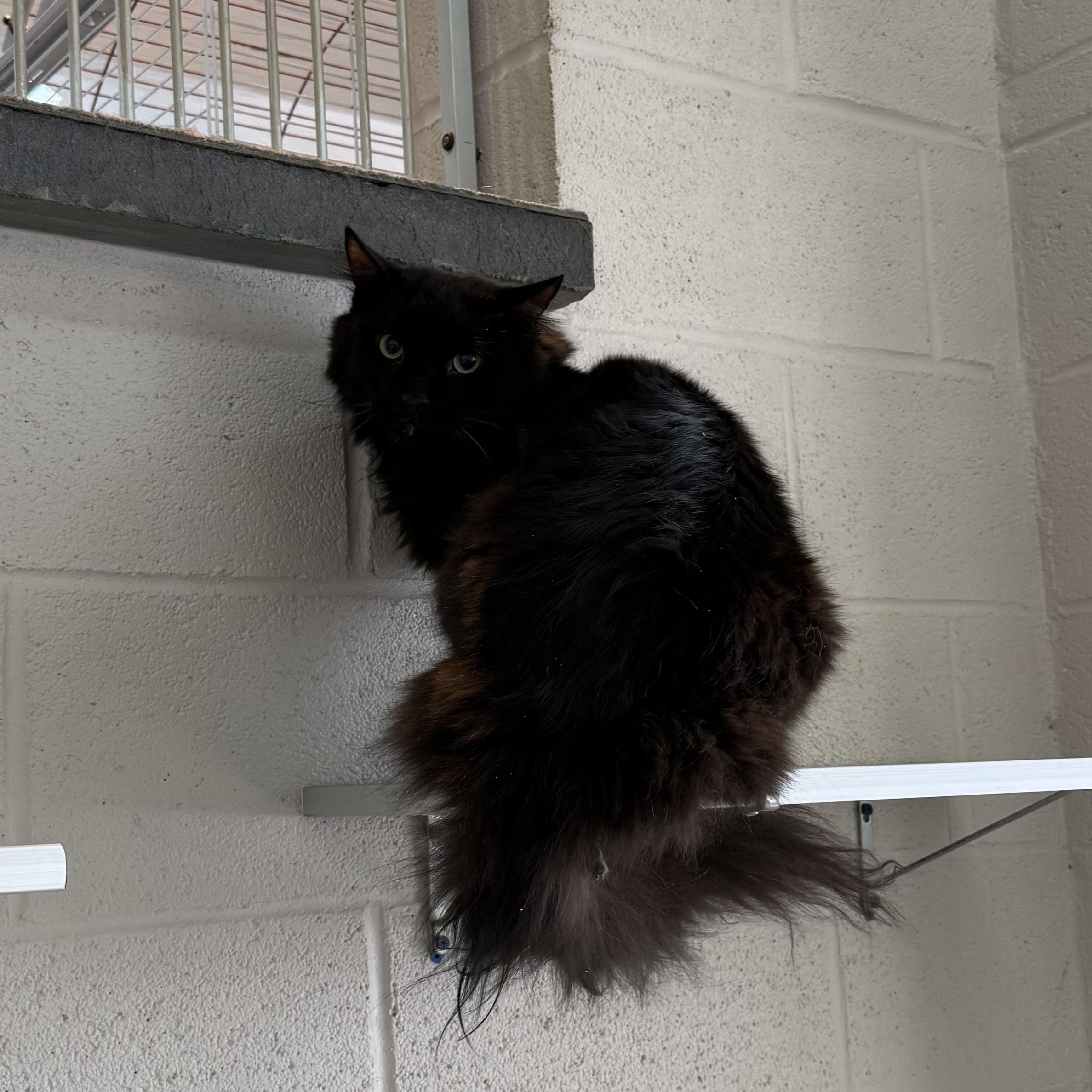 Buddy, adopted, Adult Male Domestic Long Hair.