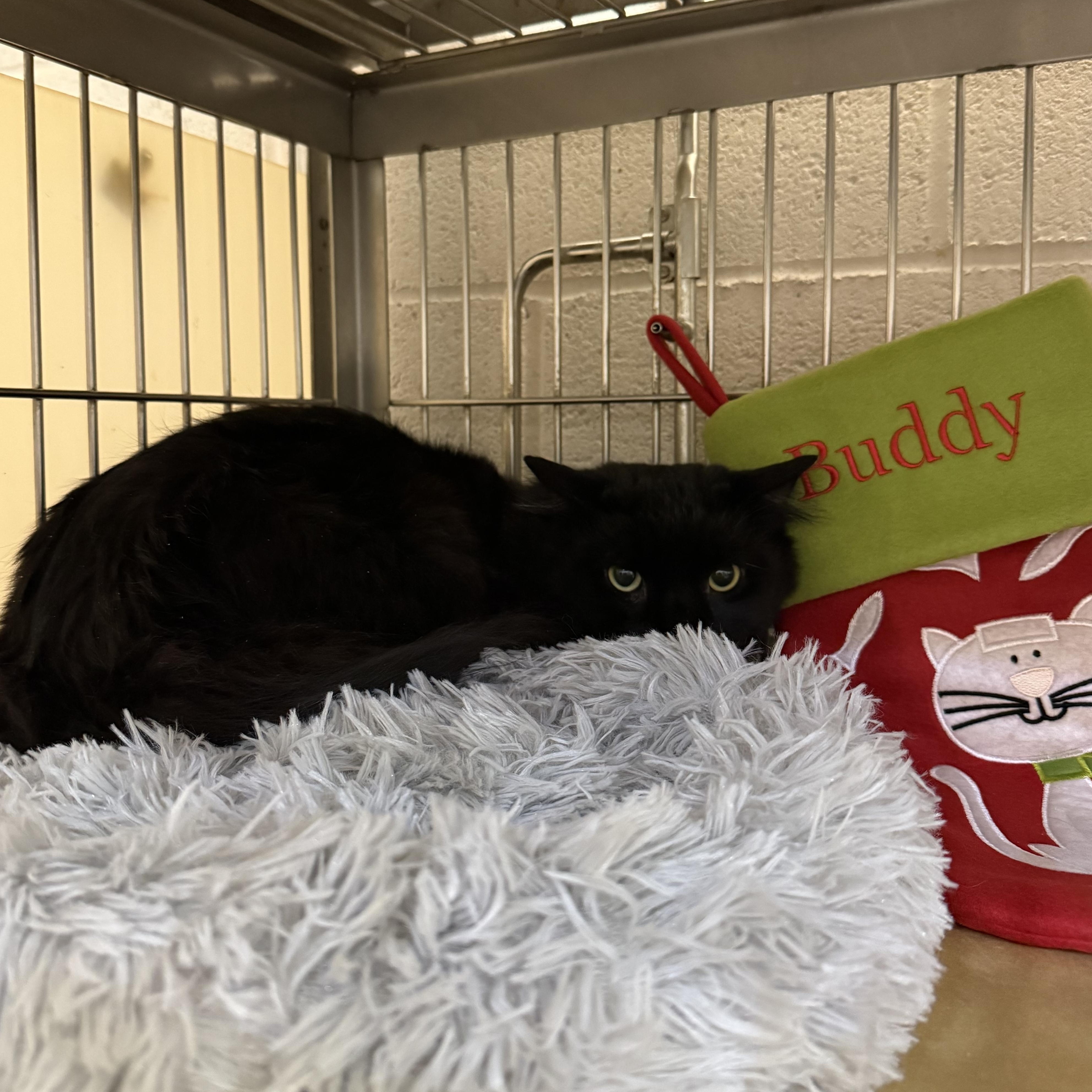 Enlarge Buddy, an adopted mixed breed in West Milford, NJ image 2/3