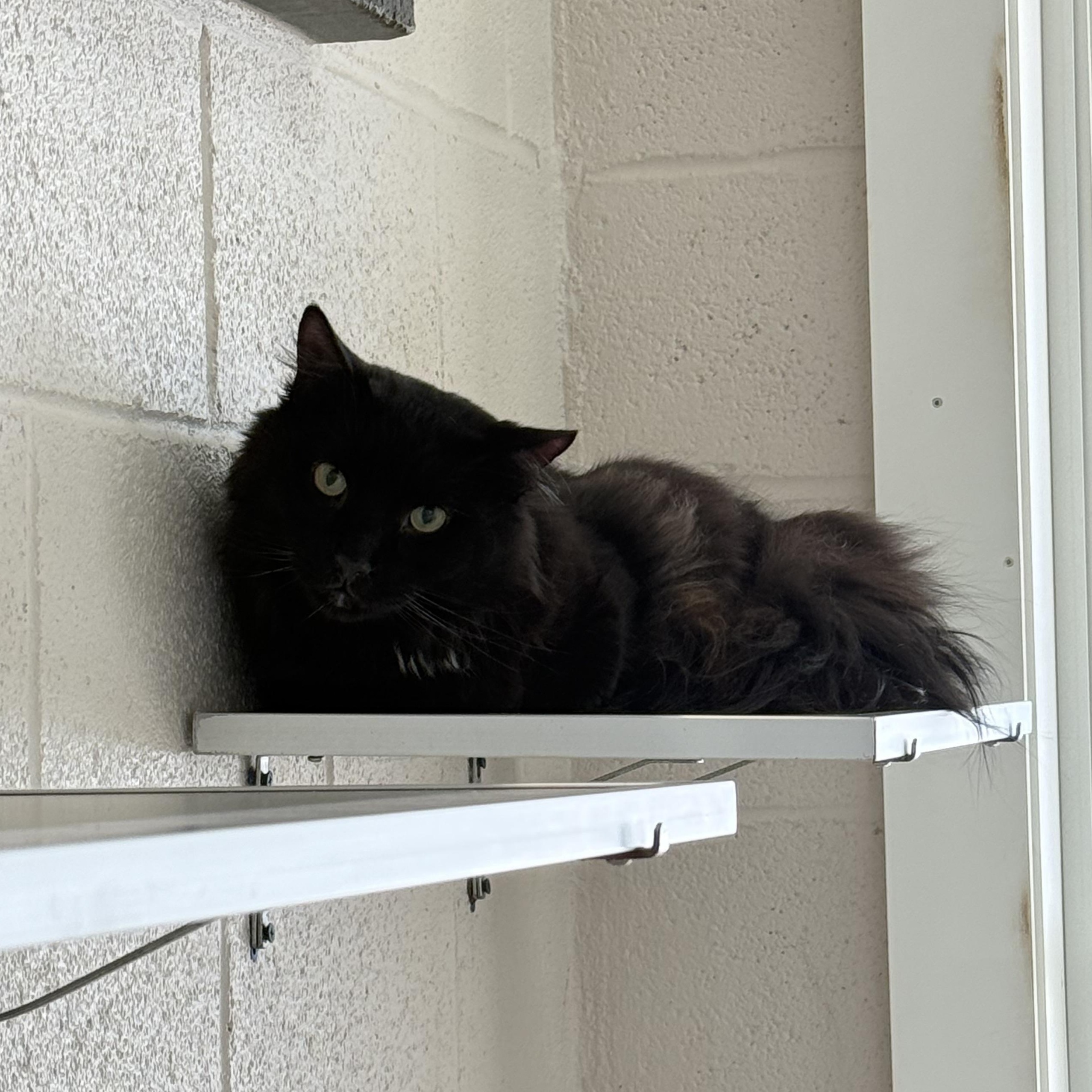 Enlarge Buddy, an adopted mixed breed in West Milford, NJ image 3/3